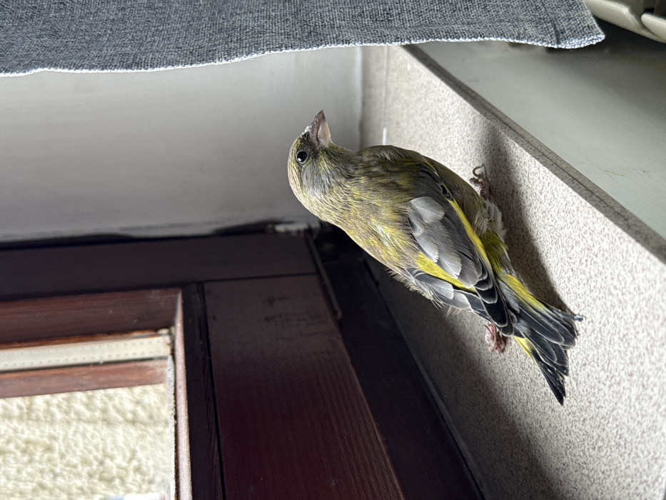 A single bird, identified as a European Greenfinch (Chloris chloris), is perched on a speckled, light-colored window sill indoors in the City of Zagreb, Croatia. The bird exhibits olive-green plumage on its back and head, with distinct bright yellow markings on its wings and tail feathers. It faces right, appearing to observe its surroundings. To the bird's left, a dark brown wooden window frame is partially open, revealing a textured light-colored exterior wall. A gray fabric curtain hangs vertically to the bird's right.