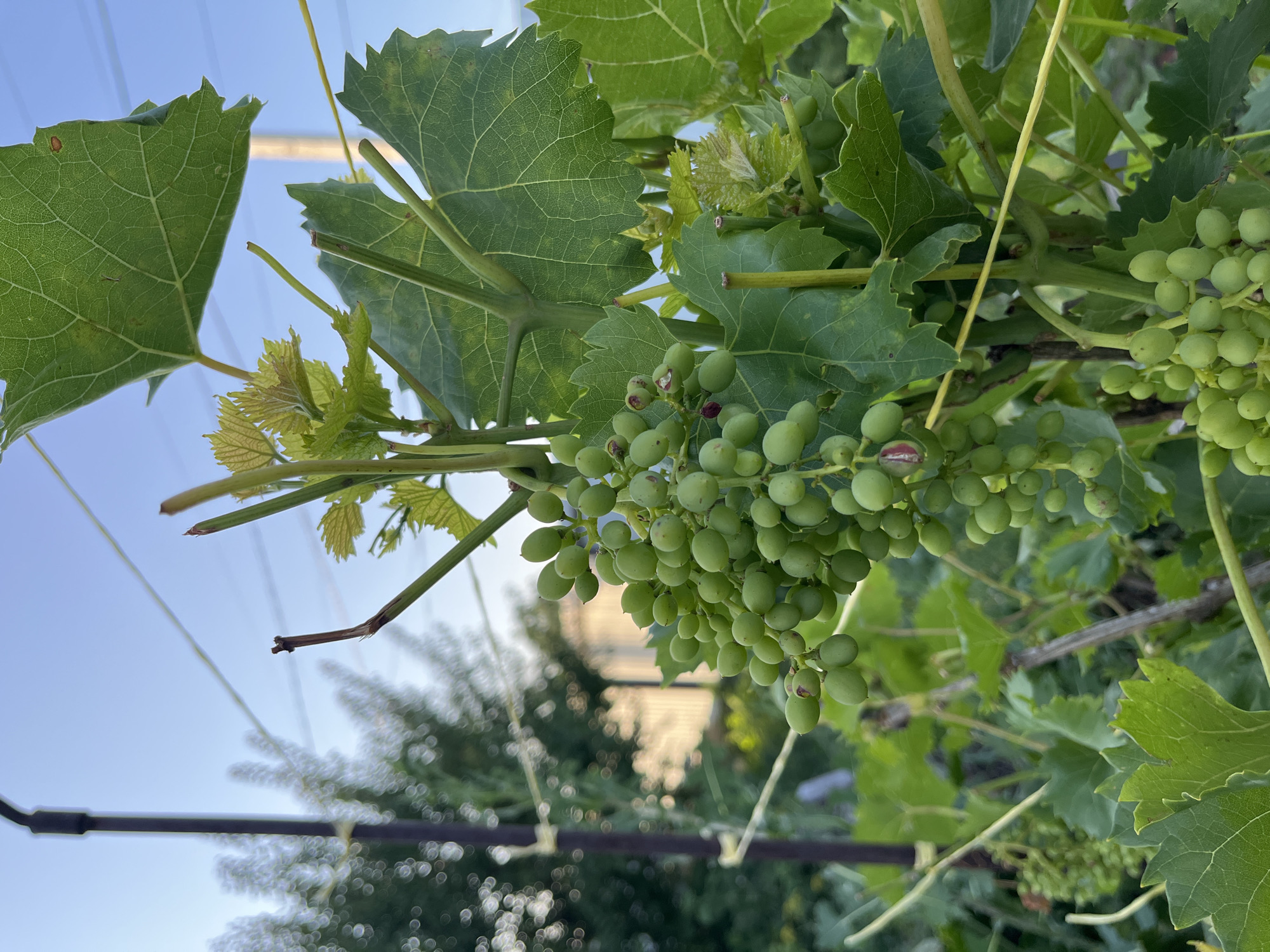 This is a close-up, eye-level, outdoor, daytime photograph of a grapevine with clusters of unripe green grapes. The grapes are small and round, with some showing slight red or purple discoloration. They are attached to a central stem, forming a hanging bunch. The vine has large, green, veined leaves and several tendrils. Some new, lighter green leaves are emerging from the stem. A thin, yellow string or wire is visible, possibly used for training the vine. In the background, there are out-of-focus elements including a dark vertical pole with a light fixture on top, more green foliage, and a pale blue sky. There are no people visible in the image. The scene appears to be in a garden or vineyard.
