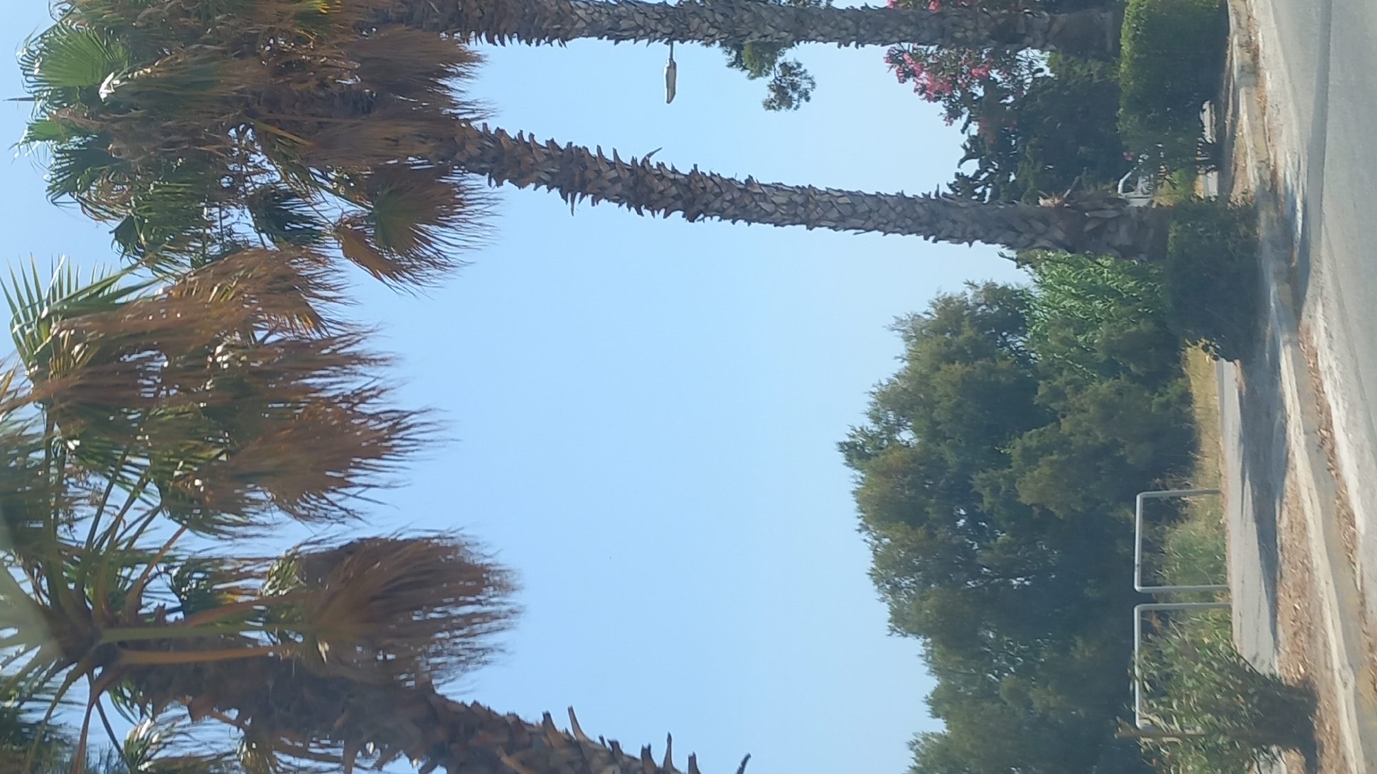 Two palm trees with dried fronds are prominent in the foreground against a clear blue sky. To the right, another palm tree with more vibrant green fronds is visible, and further in the background, there's a street lamp. A dense line of green trees and bushes forms the middle ground, with hints of pink flowering plants peeking through on the right side of the image. In the lower portion of the image, a paved pathway or road is visible, with a low, grey, metal railing structure on the left. A white vehicle is partially visible behind the foliage on the right. The scene appears to be in an outdoor, possibly urban or suburban, environment in Ηρακλής, Greece, characterized by sunny weather.