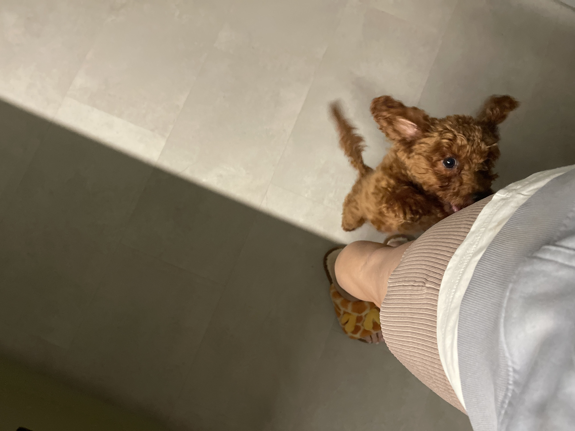 The image shows a close-up, top-down view of a person's legs and a small, fluffy, reddish-brown dog on a light-colored tiled floor. The person is wearing a light-colored ribbed skirt or shorts and a gray garment. On the left foot, a giraffe-patterned slipper is visible. The dog, appearing to be a poodle mix, is looking up at the camera with its head tilted. A diagonal shadow falls across the floor from the top left to the bottom right, suggesting indoor lighting. No specific location in Sofia, Bulgaria, can be identified from the image.