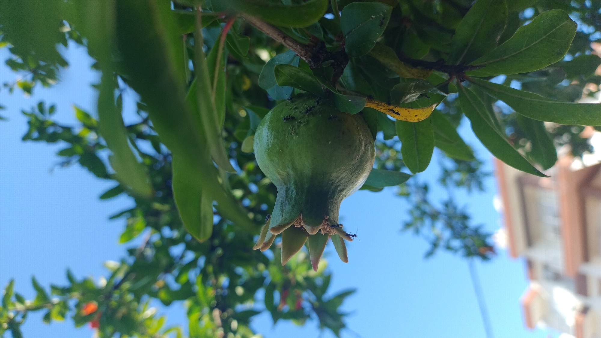 In Perea, Greece, a close-up shot captures a young, green pomegranate fruit on a tree branch against a clear blue sky. The fruit, with its distinctive calyx, is covered in a cluster of small insects, likely aphids, and several ants are visible on and around it. Lush green leaves surround the fruit, with some appearing slightly yellowed or showing signs of insect damage. In the blurred background, the upper floors of a light-colored building with orange trim are visible. The perspective is from below, looking up towards the fruit and foliage.