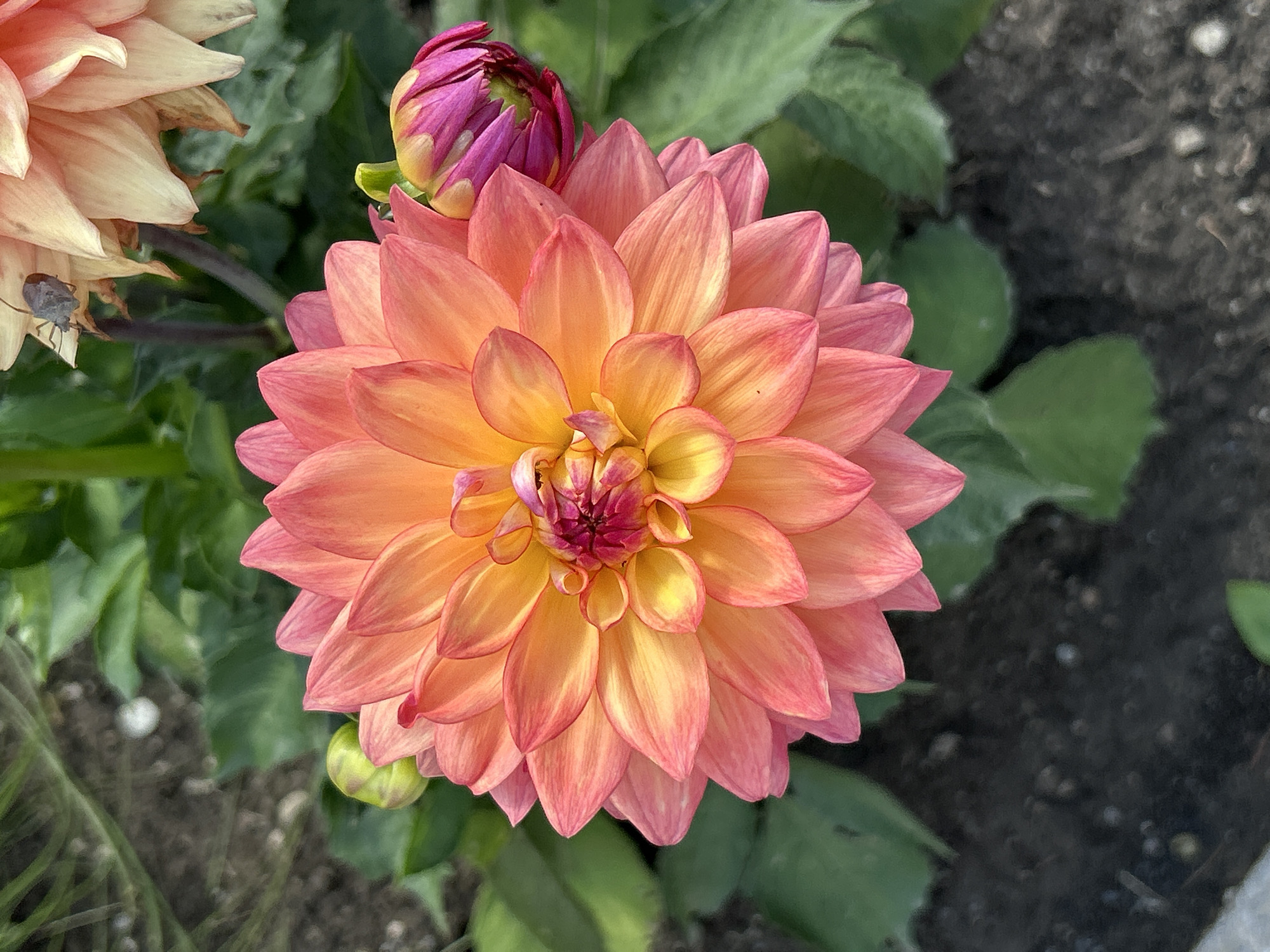 This close-up shot focuses on a vibrant dahlia flower in bloom. The flower's petals display a beautiful gradient, transitioning from a warm yellow in the center to a soft orange and then a delicate pink towards the edges. The petals are numerous and densely layered, creating a full, radial bloom. To the left of the main flower, another dahlia bloom is visible, partially opened, with petals in shades of light orange and cream. A small, greyish insect, possibly a stink bug, is perched on one of the lighter petals. Above and slightly to the left of the main flower, a dahlia bud is seen, with tightly furled petals in shades of deep pink and purple. The background consists of lush green foliage, characteristic of a garden setting, and dark, rich soil. A small, green bud is also visible near the bottom of the frame. The lighting suggests it is daytime, possibly a sunny day, as the flower is well-illuminated and its colors are vivid. There are no people visible in the image. The setting appears to be a garden in Montreal, Canada, given the context provided. The overall mood is one of natural beauty and the flourishing of plant life. No text is visible in the image.