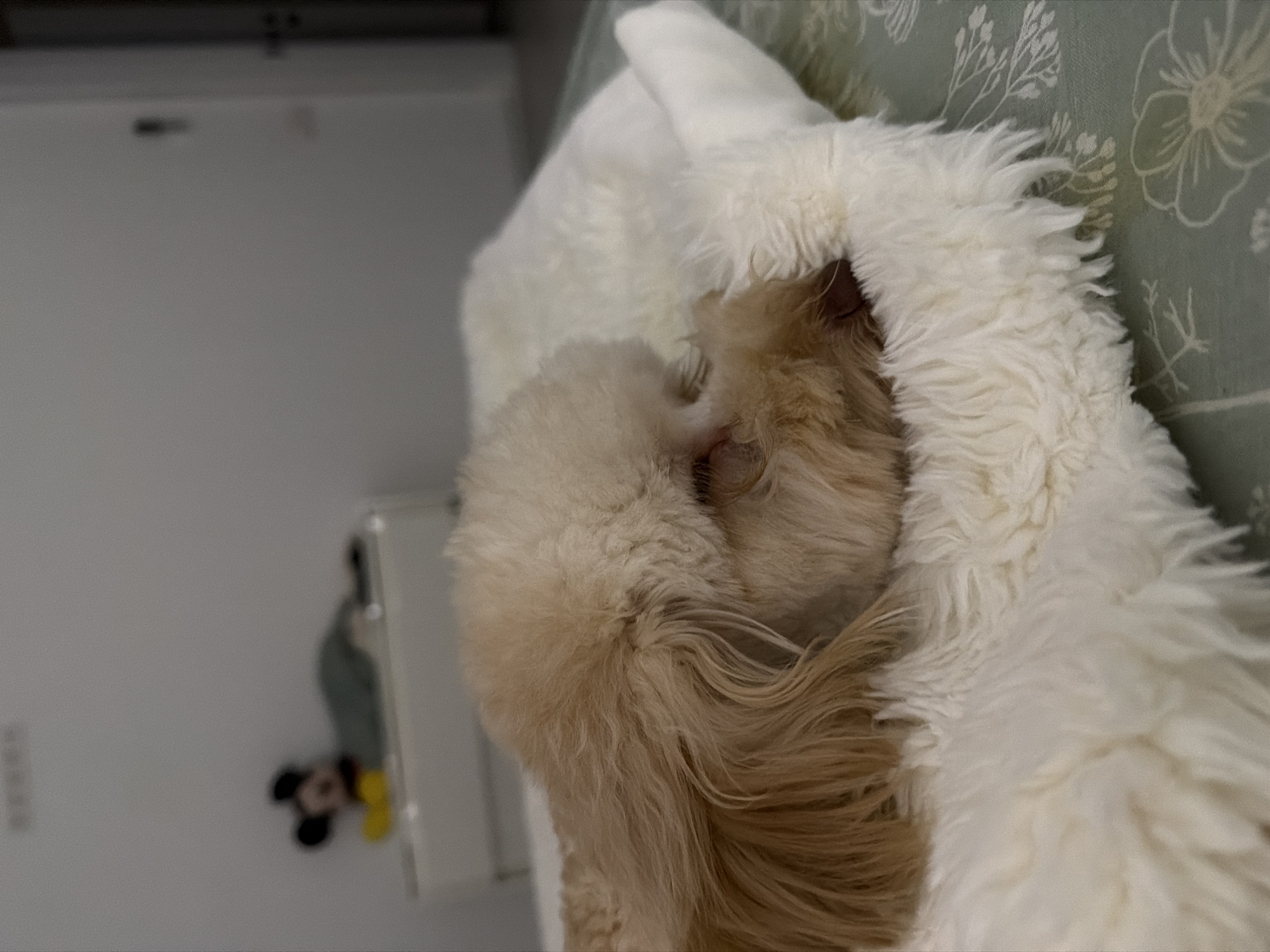 The image shows a light-colored dog sleeping on a fluffy white blanket. The dog is curled up, with its head resting on its paws. In the background, there is a small Mickey Mouse figurine on top of a white surface. The overall lighting is dim, suggesting it might be nighttime or an indoor setting with low light. The specific location in Bila Tserkva, Ukraine cannot be determined from the visual information provided in the image.