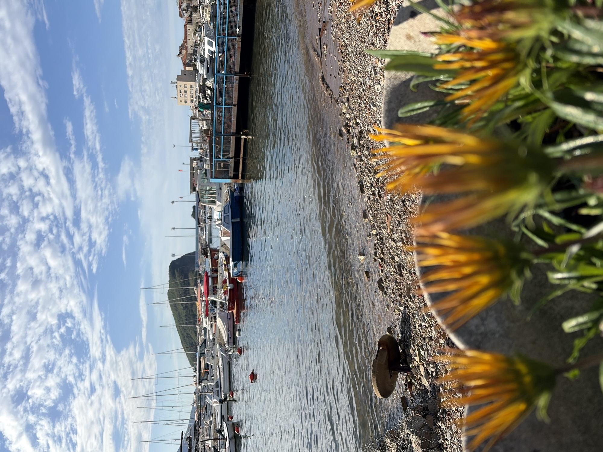 The image depicts a marina in Budva, Montenegro. Numerous boats are moored along a pier in a harbor. The water is calm, reflecting the boats and sky. The sky is partly cloudy with a deep blue hue. On the right foreground, blurred yellow and green flowers are visible. A rocky beach is seen along the water's edge. In the distance, buildings and a green hill can be discerned.