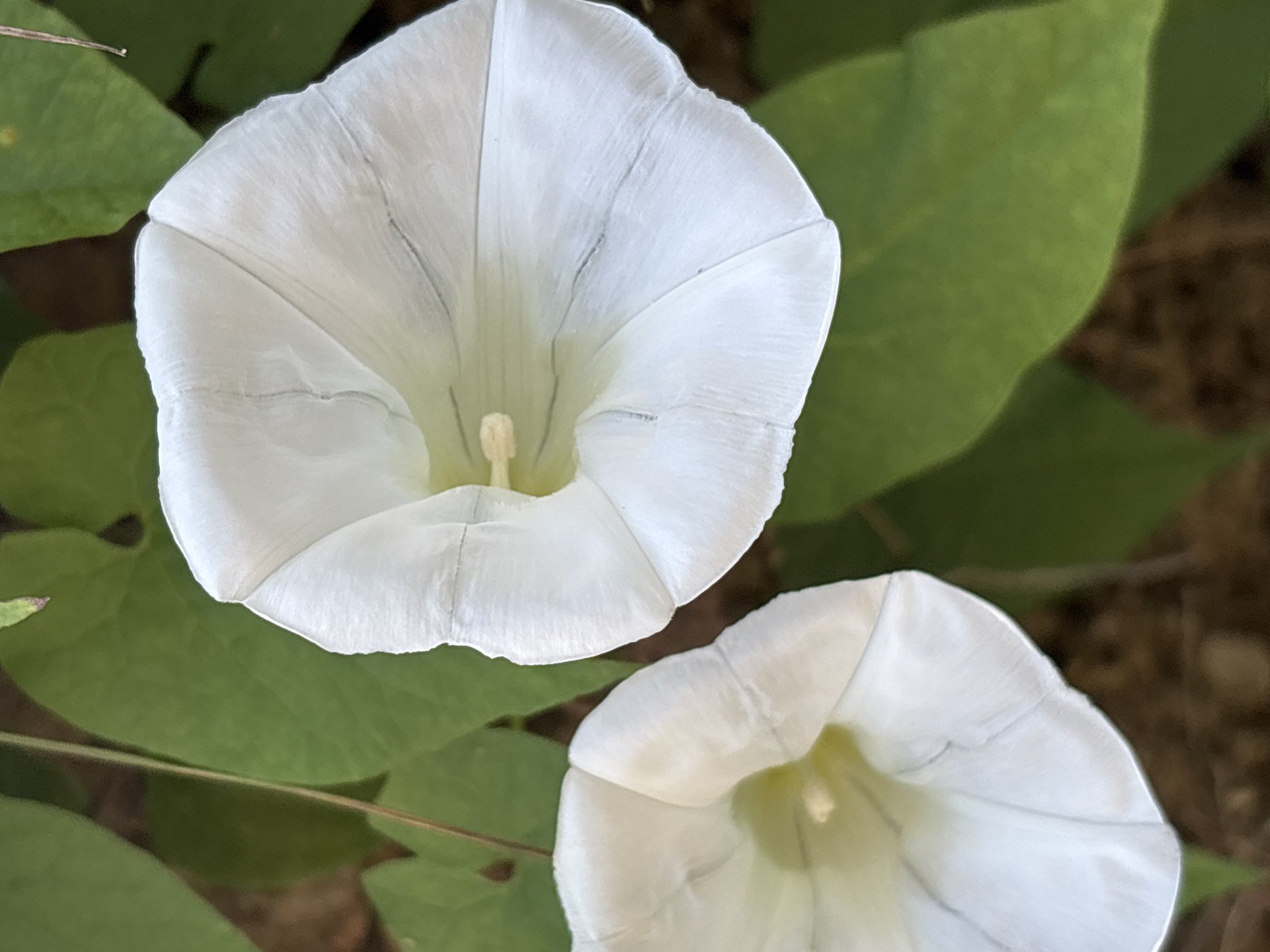 Two white, trumpet-shaped flowers bloom amongst green foliage and brown earth. The flowers are in focus, with delicate veins visible on their petals. The background is blurred, suggesting a shallow depth of field. The scene appears to be a close-up of natural flora. No specific location in Sochi, Russia, can be determined from the visual information provided.