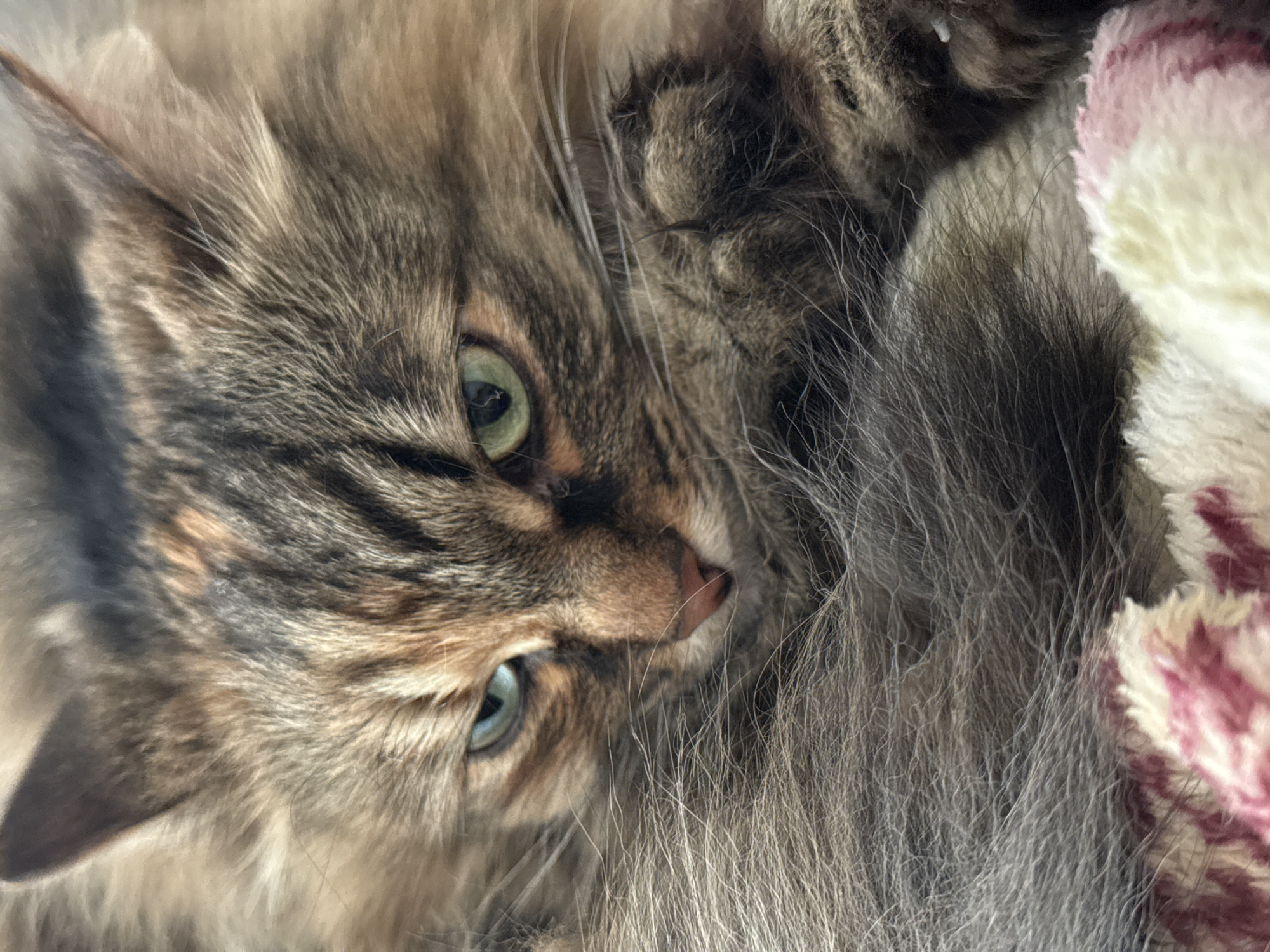 A close-up, slightly angled view captures a long-haired cat with a tabby pattern, lying on what appears to be a fluffy blanket. The cat's eyes are light green and aqua, and its gaze is soft. The fur around its face is a mix of brown, tan, and gray shades. A paw is visible near the top right of the frame. The blanket exhibits white and red or pink hues. No people, actions, interactions, or locations are apparent.