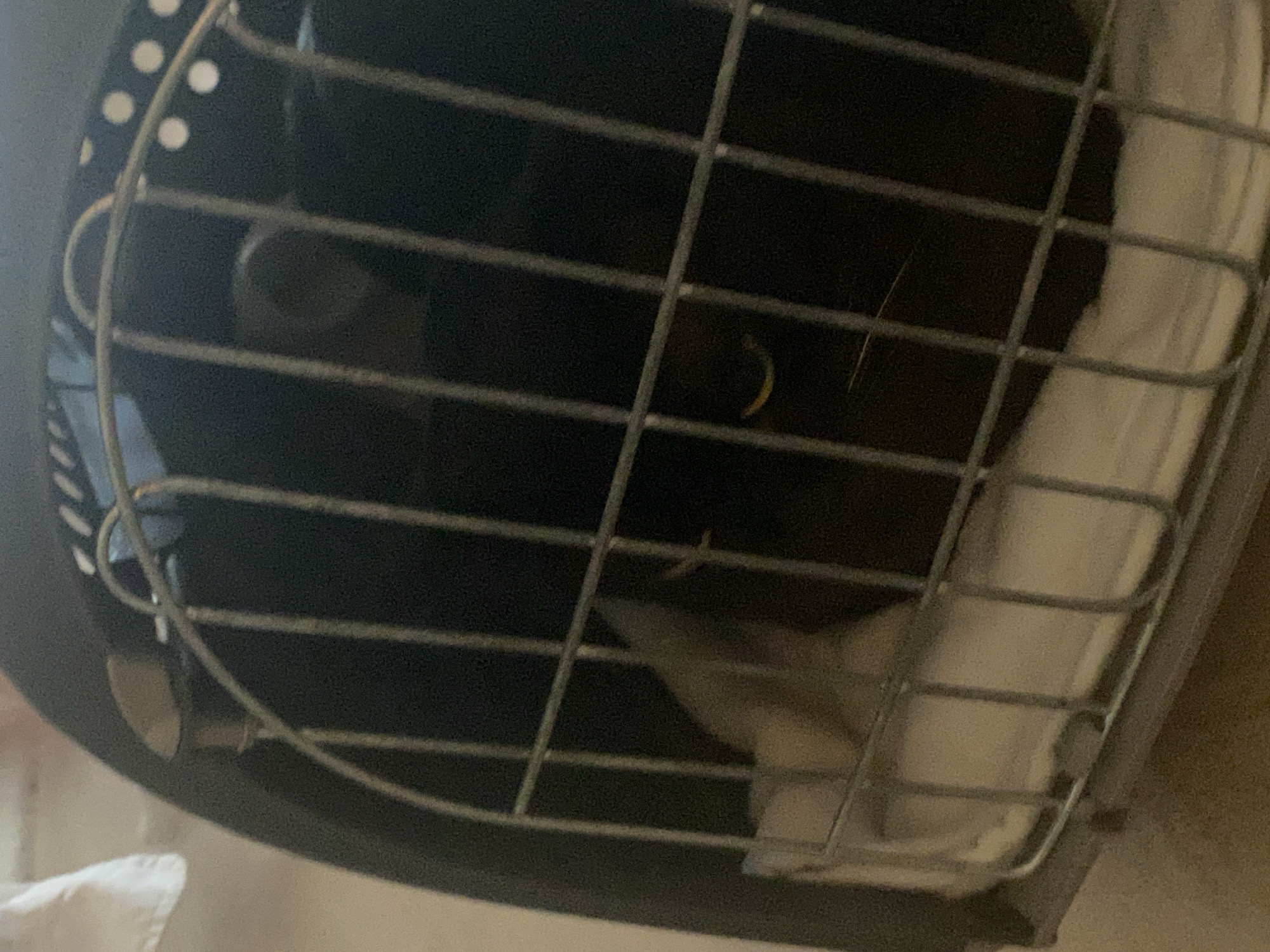 The image shows the interior of a pet carrier, likely for a cat or small dog, as seen through its metal grate. Inside the carrier, a dark-colored animal, possibly a cat, is curled up on a white blanket. The animal's head is not clearly visible, but a portion of its body and tail are discernible. The carrier is made of black plastic with a silver metal grate door. The setting appears to be indoors, given the lighting and the presence of the pet carrier, which is commonly used for transporting pets to veterinary appointments or during travel. There are no visible indications of the time of day, weather conditions, or specific emotions. The location is indicated as Budva, Montenegro, but there are no explicit visual cues within the image to confirm this. The image is a close-up, focusing on the animal within the carrier, suggesting the subject is the pet itself. There is no visible text in the image.