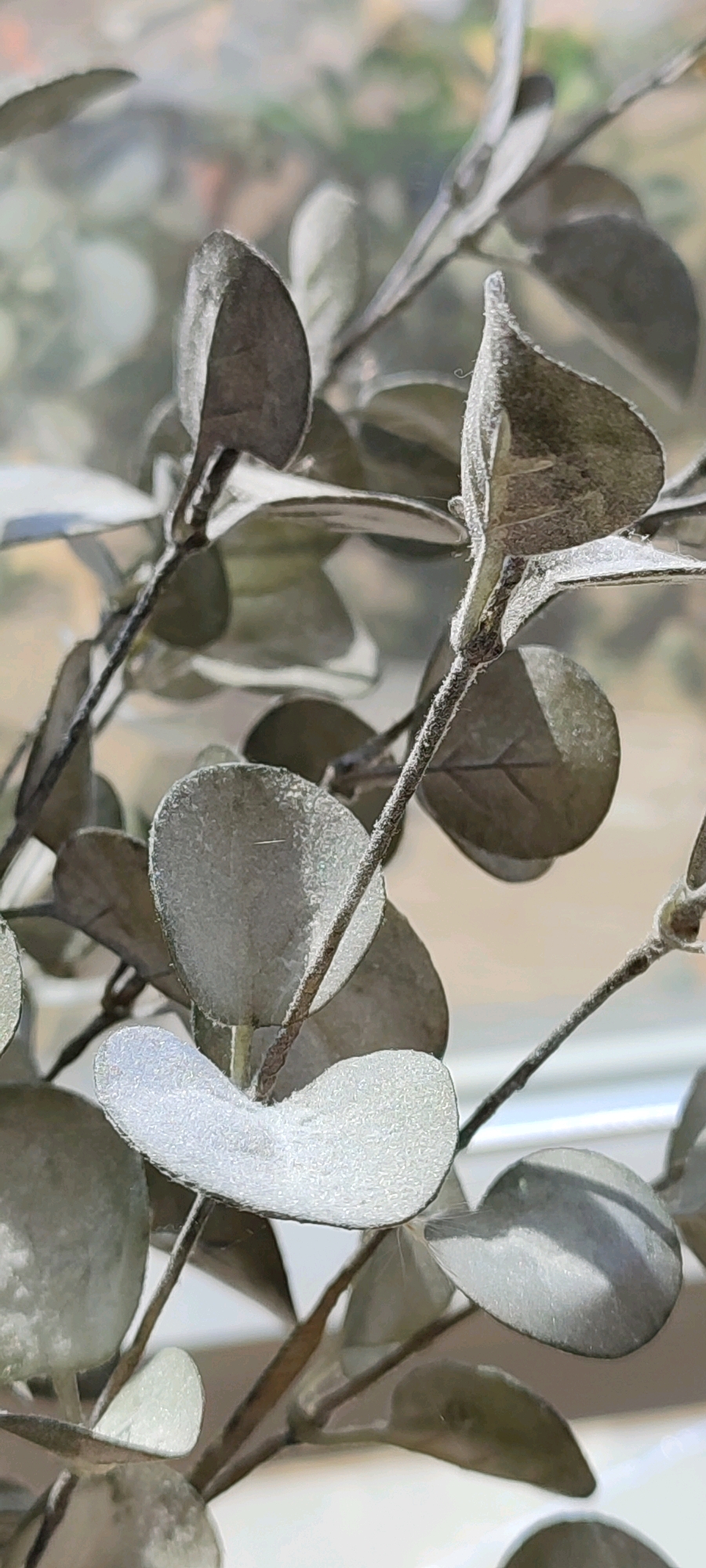 A close-up, shallow depth of field shot captures a branch of faux eucalyptus leaves, appearing dusty and muted in tone. The leaves are oval-shaped, with some showing a distinct velvety texture, while others are more smooth. The branch itself is thin and dark, with a fuzzy surface, and the leaves are attached alternately. The background is out of focus, suggesting a window with diffused light and a blurred view of an outdoor environment, possibly with trees or foliage. The overall impression is one of stillness and artificiality, likely an indoor decorative element. There is no discernible location within Belaya Kalitva, Russia, indicated in the image.