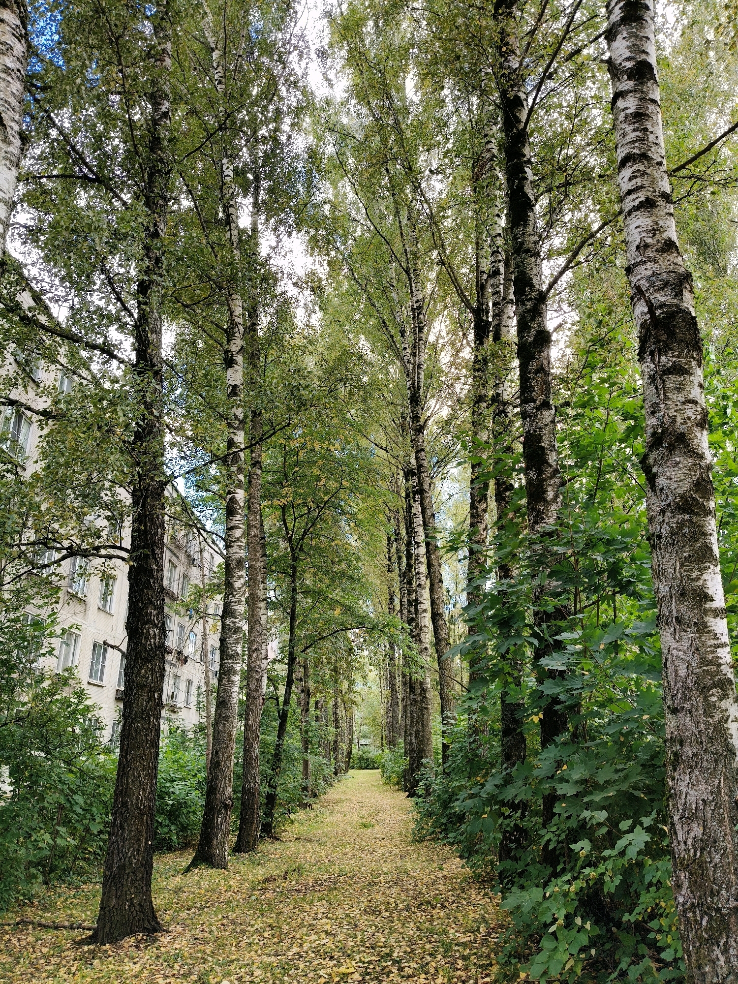 The image depicts a tree-lined pathway with fallen leaves on the ground, suggesting an autumn scene. The pathway is bordered by birch trees on the right and a building on the left. The building appears to be an apartment complex, with multiple windows visible. The trees are tall and slender, with distinctive white bark marked by black lines. Lush green foliage is present on the trees, though some leaves on the ground have turned yellow. The sky is overcast. The overall impression is one of a quiet, urban park or residential area.