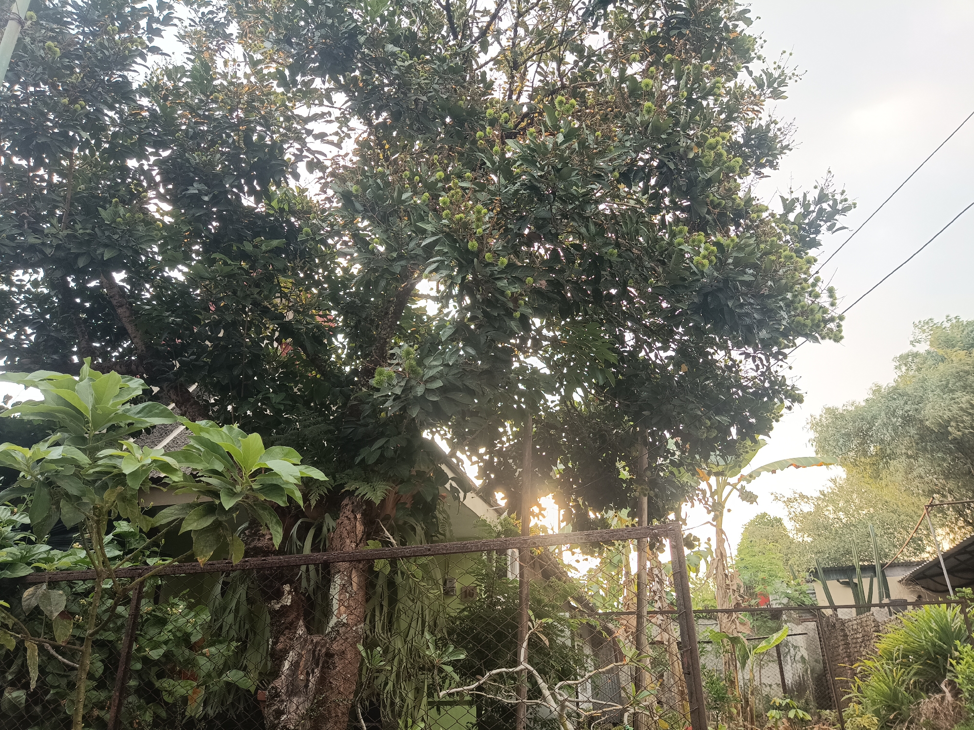 The image captures a lush, green garden scene, likely a residential backyard in Jember, Indonesia, with a large tree dominating the center. The tree is laden with numerous small, green, spiky fruits, possibly rambutan or a similar tropical fruit, nearing ripeness. Sunlight streams through the dense foliage, creating a dappled effect and casting rays across the scene.
In the foreground, a rustic, rusty metal fence with a diamond mesh pattern runs horizontally, partially obscuring a variety of plants. To the left of the large tree, a smaller plant with broad, green leaves stands prominently. Behind the fence, the trunk of the large tree is visible, showing textured bark, and further back, more foliage and vegetation are present.
The background reveals hints of a dwelling, with a green-colored structure peeking through the leaves. There are also power lines stretching across the sky, indicating an urban or semi-urban setting. Other trees and plants of varying heights and types contribute to the dense, natural environment. The overall impression is one of abundant growth and the tranquil atmosphere of a tropical garden, possibly in the late afternoon given the quality of the light. There are no people or animals visible in the image.