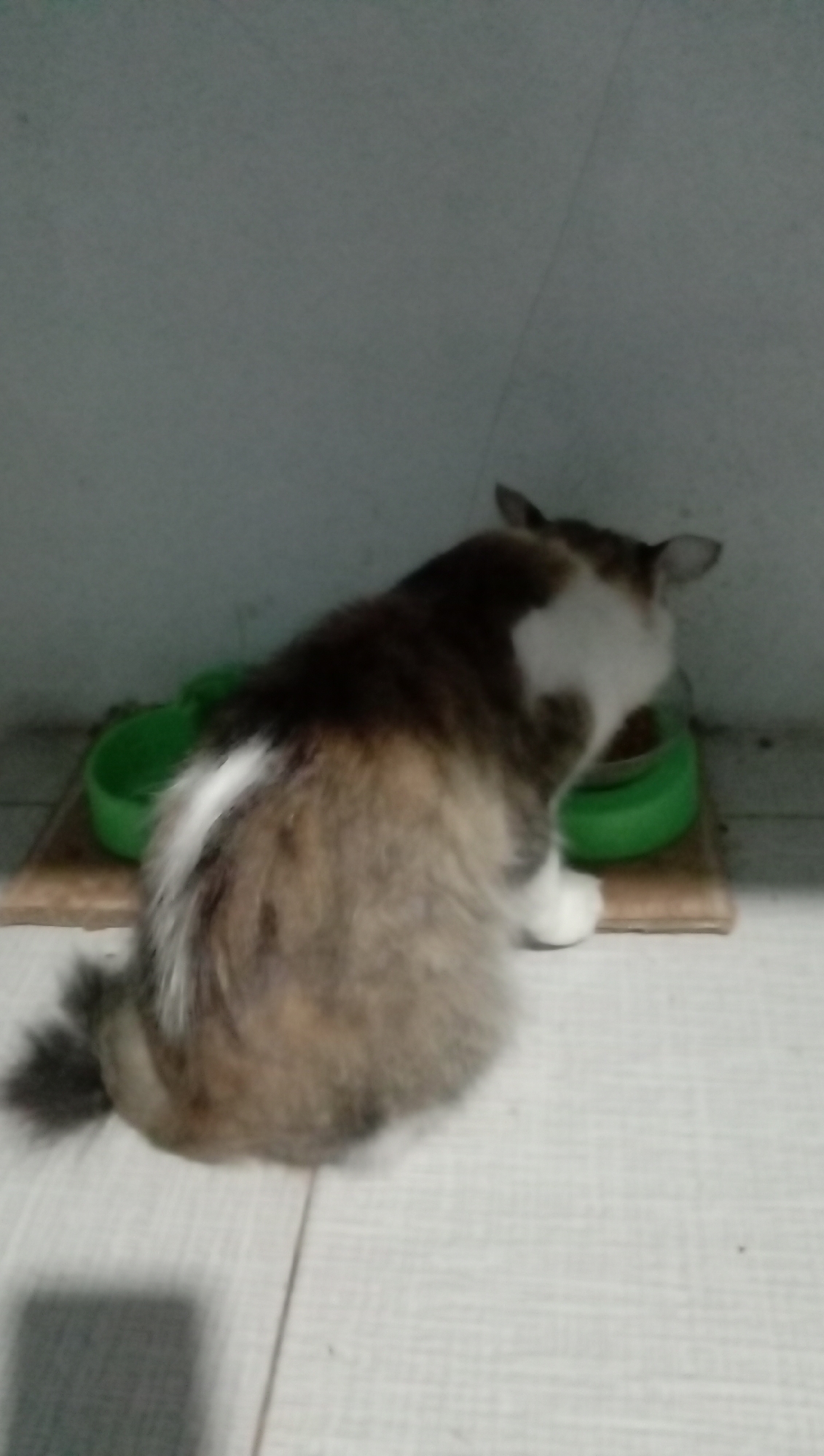 A fluffy cat with brown, white, and black fur is eating from a green bowl. The cat is positioned in the center of the image, facing the bowl. The bowl is resting on a light brown mat, which is on a white tiled floor. The background consists of a light gray wall. The scene appears to be indoors, likely in a residential setting in Karangmangu, Indonesia. There are no people visible in the image.
