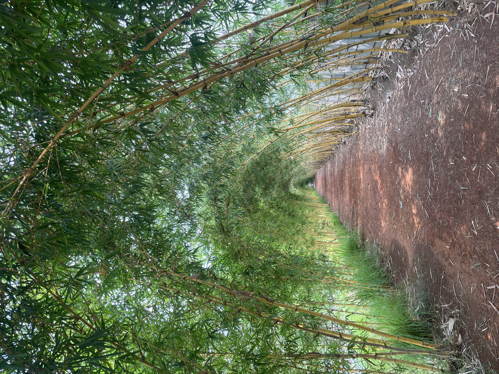 This image captures a tranquil view down a natural pathway lined and arched overhead by dense bamboo growth, creating a tunnel effect. The scene is set in Dhundshi, India.
The primary subjects are the bamboo plants, which form a lush green canopy. Their tall, slender stalks are a distinctive yellowish-tan color, curving inward to meet above the path. The bamboo leaves are vibrant green, some catching the light while others are in shadow, creating a dynamic texture overhead. Sunlight filters through the gaps in the leaves, casting dappled light and soft shadows onto the path below, indicating it is daytime with clear, sunny weather.
The path itself is a reddish-brown dirt track, appearing well-worn and extending into the distance, narrowing towards a vanishing point. Along the edges of the path, particularly in the foreground and mid-ground, are patches of green grass and scattered dried bamboo leaves and debris. No people or animals are visible, and there is no specific activity taking place; the image is a static portrayal of a serene natural environment. There is no visible text in the image. The overall impression is one of peaceful immersion in nature.