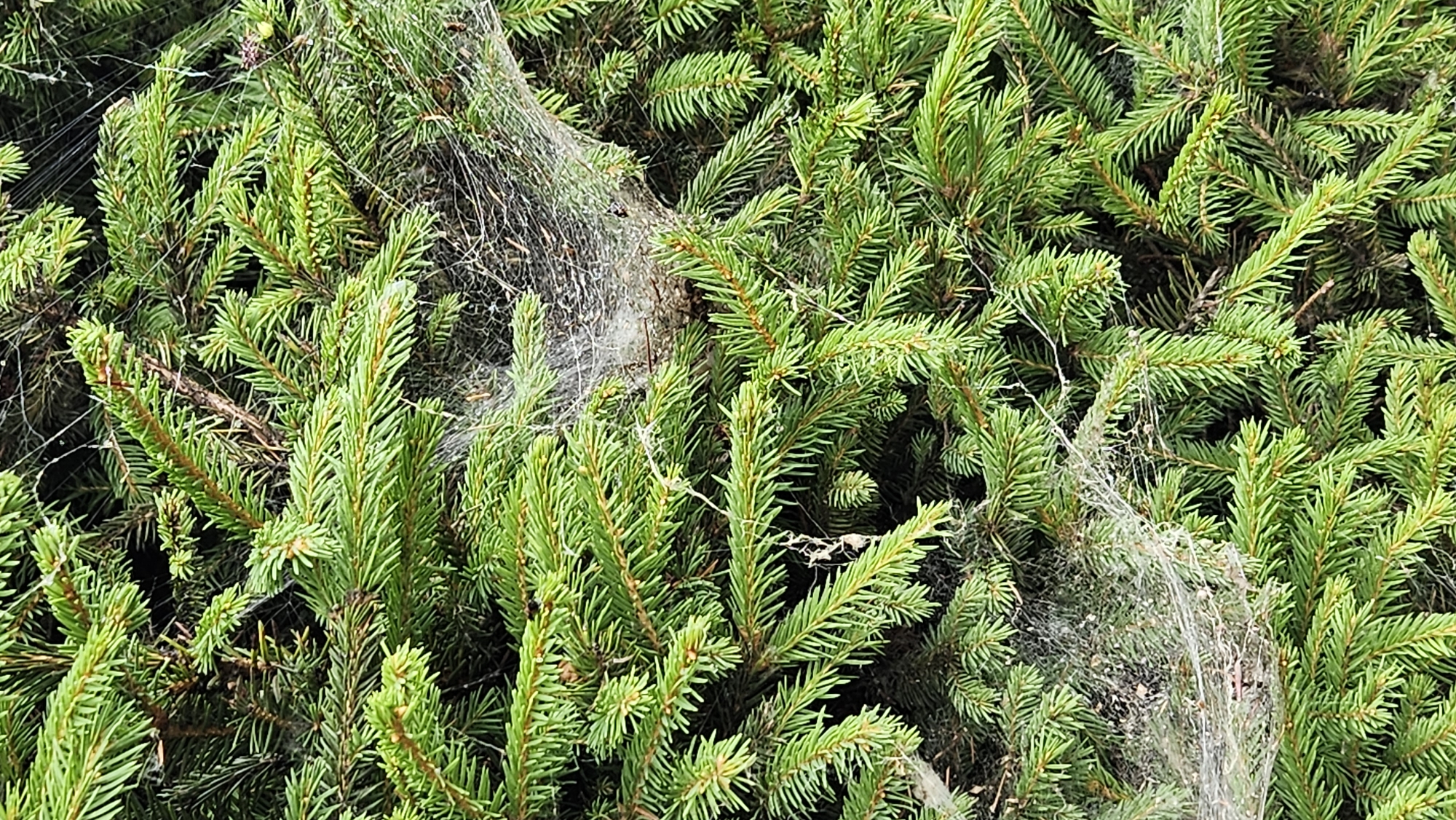 A close-up, vertical shot showcases the dense green needles of a coniferous tree, likely a spruce, in Prešov, Slovakia. Two distinct spiderwebs are visible, one in the upper right quadrant and another in the lower left quadrant of the image. The webs are delicate and translucent, woven between the branches and appearing to catch dust and debris. No people or animals are depicted in the frame. The lighting suggests an outdoor setting, possibly a garden or park within the city.