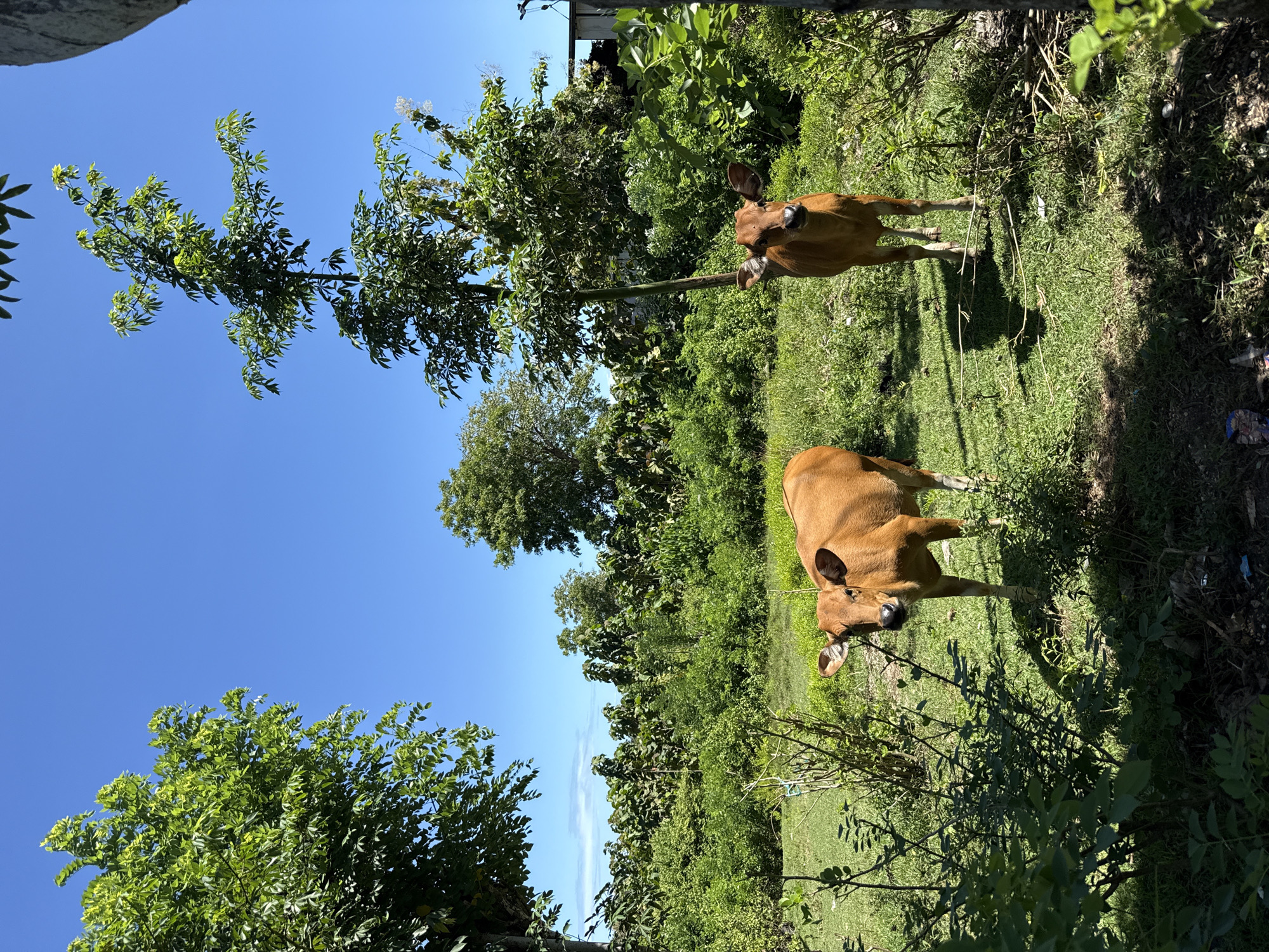 Two brown cows stand in a grassy field under a bright blue sky in Kutuh, Indonesia. Lush green vegetation and trees surround the field.