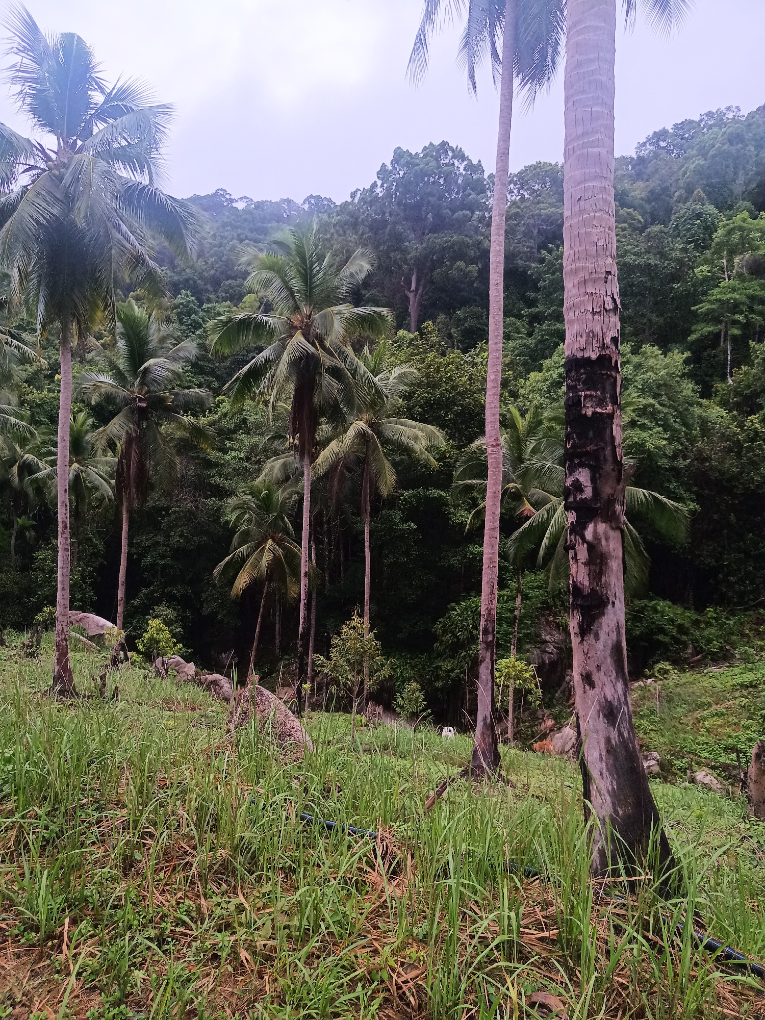 The image depicts a lush landscape in Baan Thong Nang, Thailand, characterized by a dense grove of coconut palm trees. The foreground features tall grasses interspersed with patches of bare earth. The central and background sections are dominated by palm trees, creating a verdant canopy. The scene is further defined by a hilly terrain covered in dense forest vegetation. The lighting indicates an overcast or partially cloudy day. There are no people or animals immediately visible in the image.