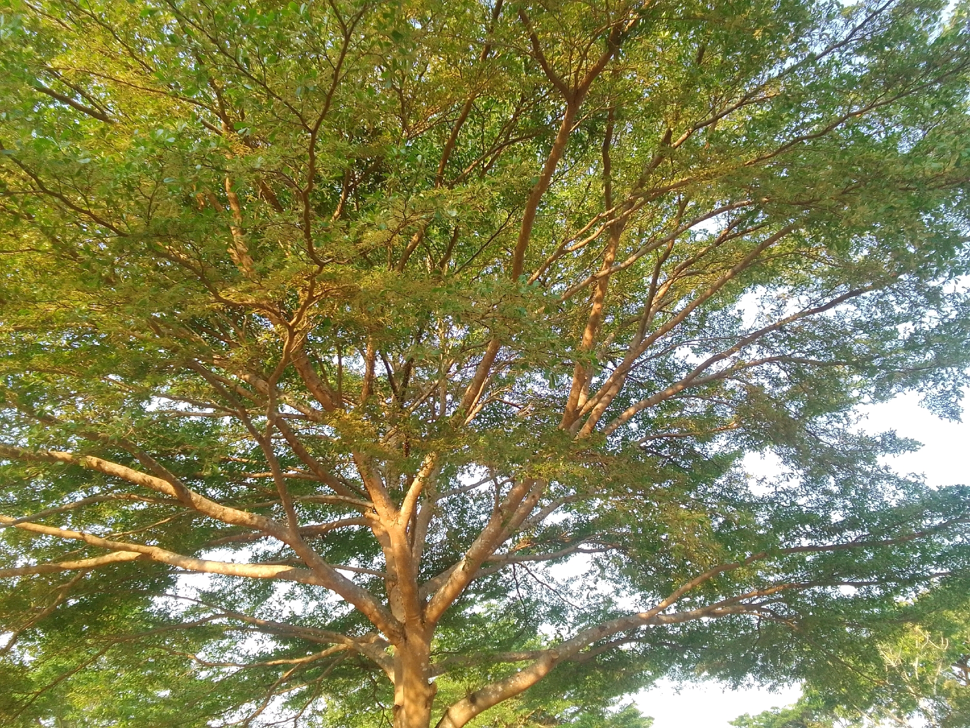 A low-angle, full shot shows the canopy of a large tree with a thick, textured brown trunk and many branches, filled with lush green leaves. The tree occupies most of the frame, with a bright sky visible through the spaces in the foliage, suggesting it is daytime. The sunlight illuminates parts of the leaves and branches, creating a dappled effect. The location is Piasa Kulon, Indonesia.