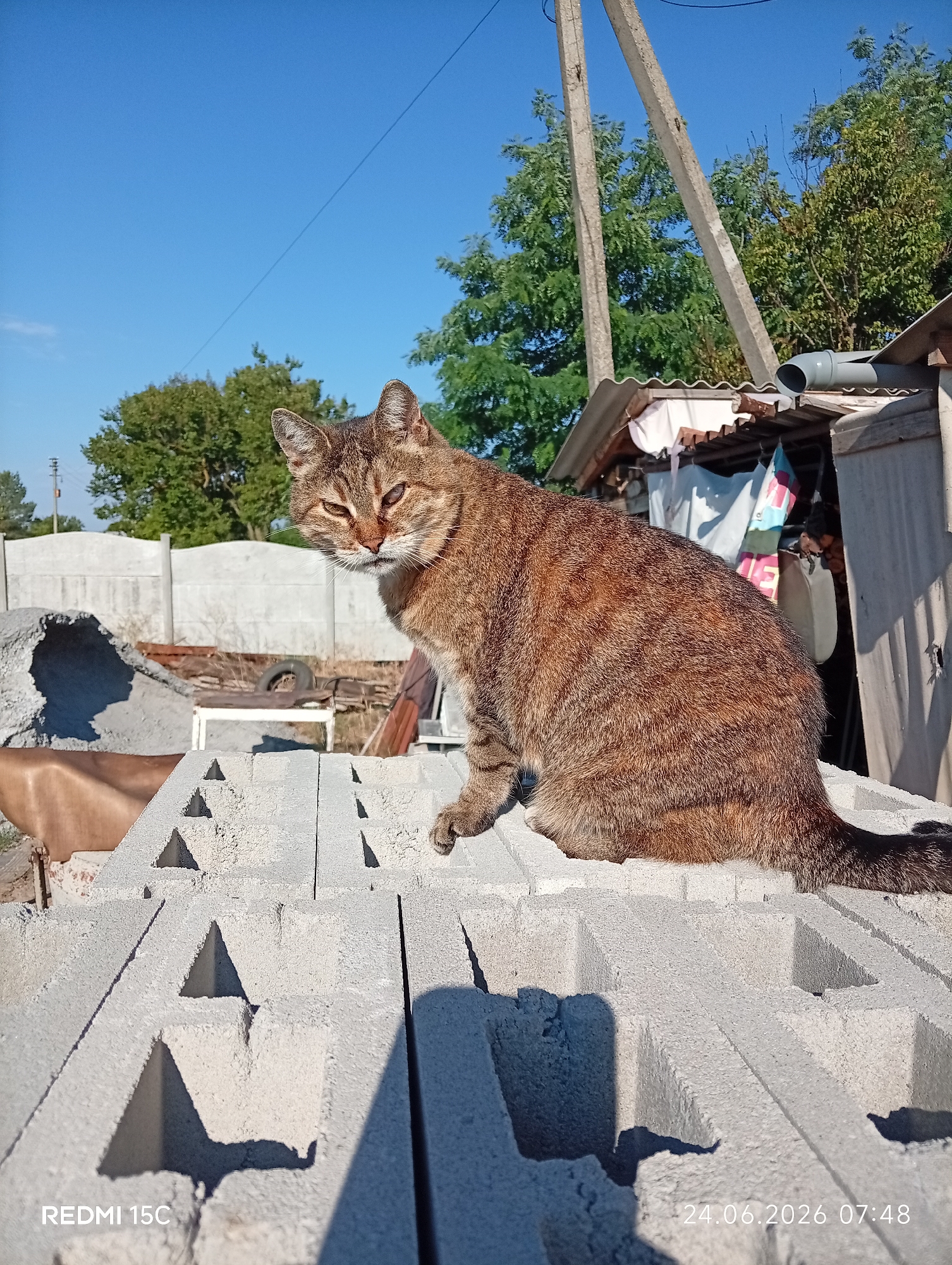 A tabby cat sits on a stack of concrete blocks in an outdoor area. The cat is facing to the right, with its head turned to look at the camera. It has striped fur in shades of brown and orange, and its eyes are partly closed. The background shows a clear blue sky, some trees, and a building structure with a corrugated metal roof. There is also a concrete fence and piles of construction debris. The lighting suggests it is daytime, with strong sunlight casting shadows. The image is dated 24.06.2026 07:48.