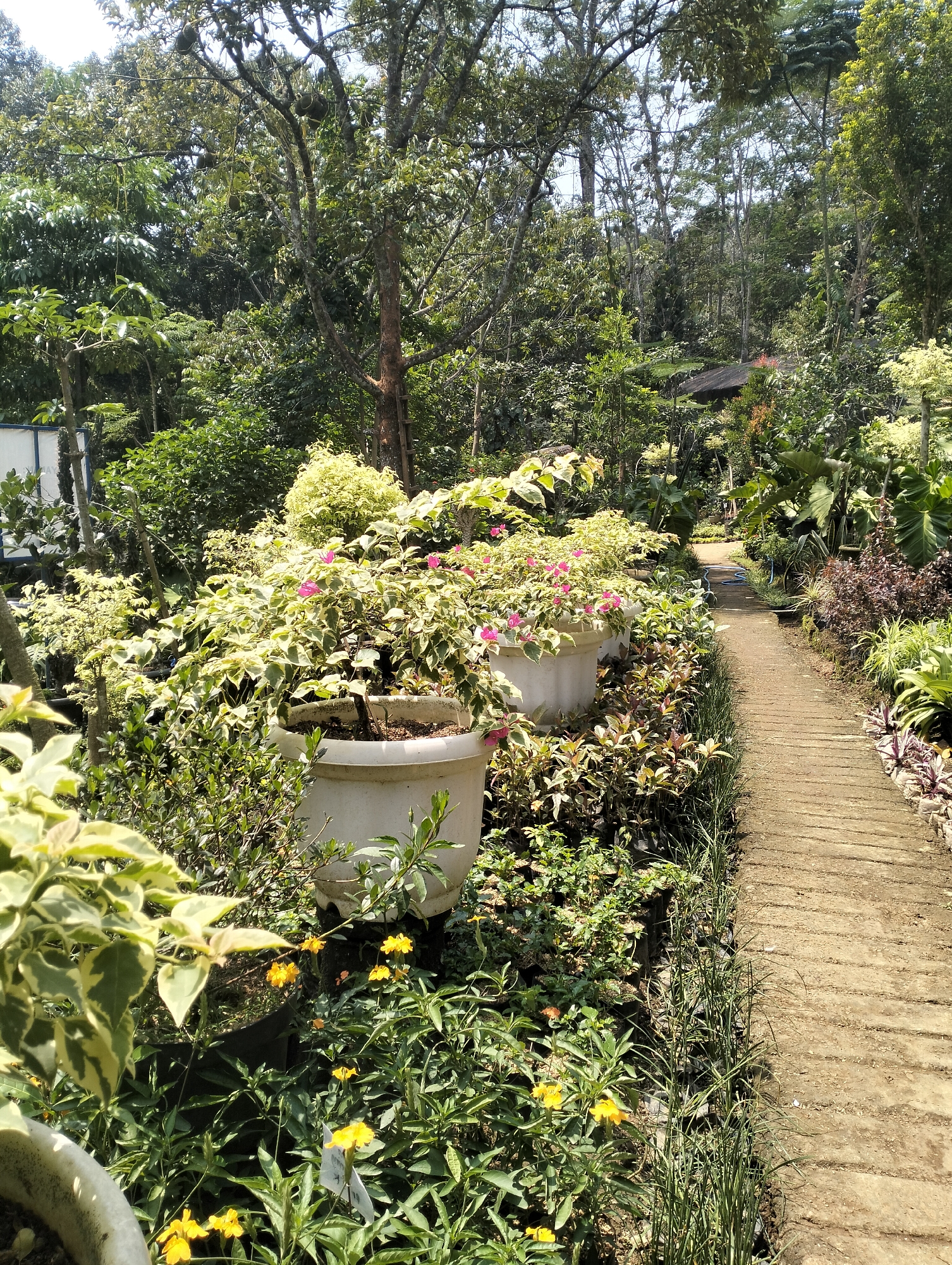 The image depicts a lush garden path in Banjarejo, Indonesia. A narrow, paved walkway constructed from concrete slabs meanders through a vibrant display of various plants. On the left side of the path, several large white planters overflow with foliage, some featuring delicate pink flowers. These planters are arranged in a row, leading the eye further into the garden. Smaller plants, including those with yellow blooms, grow at the base of the planters and along the edge of the path. To the right of the path, a variety of plants with different leaf textures and colors, including some with dark purple foliage, create a dense border. The background is filled with a dense canopy of trees, suggesting a natural and verdant environment. The scene is bathed in bright sunlight, casting shadows and highlighting the textures of the plants and the path. No people are visible in the image.
