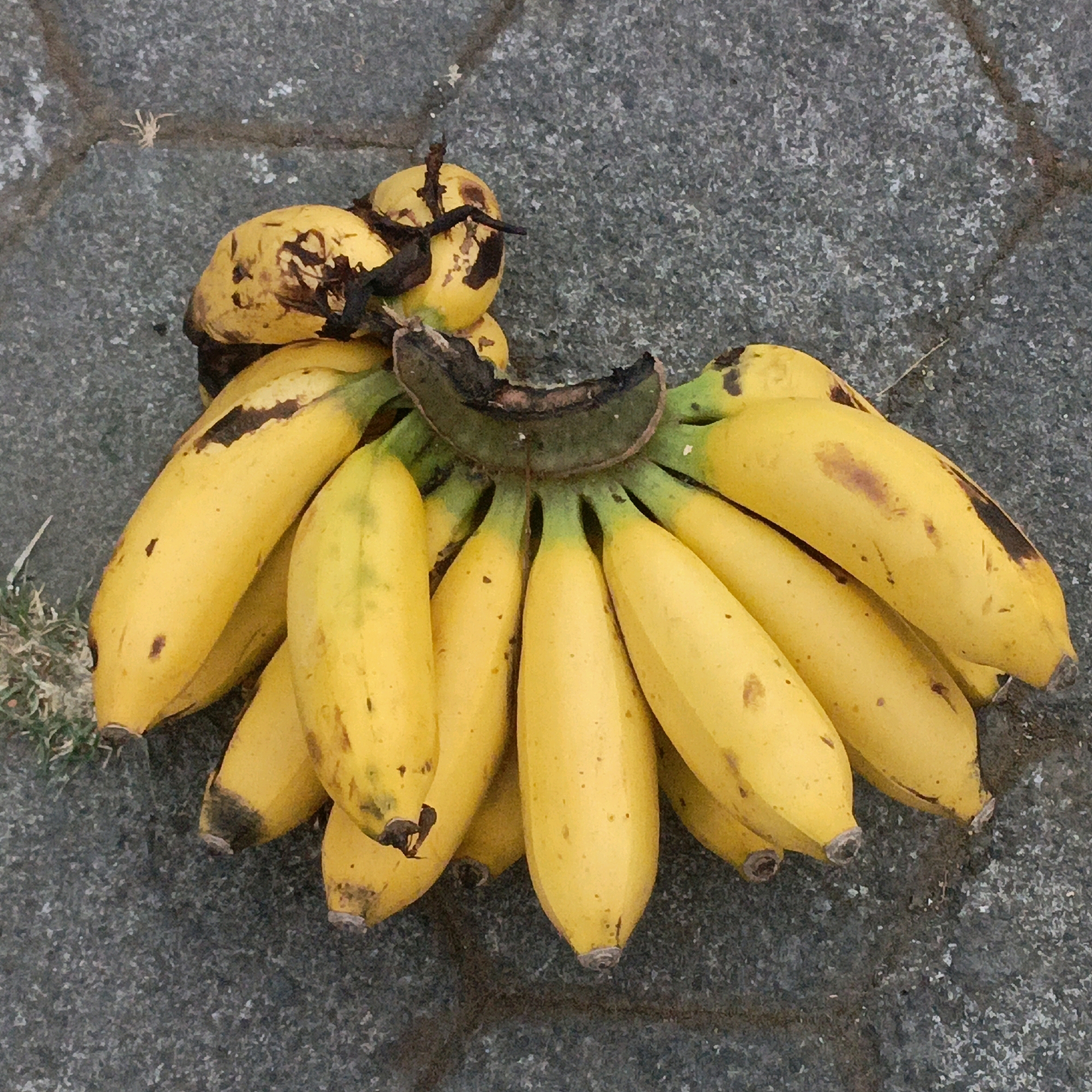 A bunch of ripe bananas lies on a textured gray surface, possibly pavement or a rough stone ground. The bananas are a vibrant yellow, with some bearing brown spots and blemishes, indicating ripeness. The bunch is fanned out, with individual bananas varying slightly in shape and size. Some dry, dark brown leaves, likely from the banana plant, are interspersed with the fruit, particularly at the top of the bunch. The background is a consistent gray texture, suggesting an outdoor setting. The lighting appears natural and even. This image is likely from Salatiga, Indonesia, given the prompt.