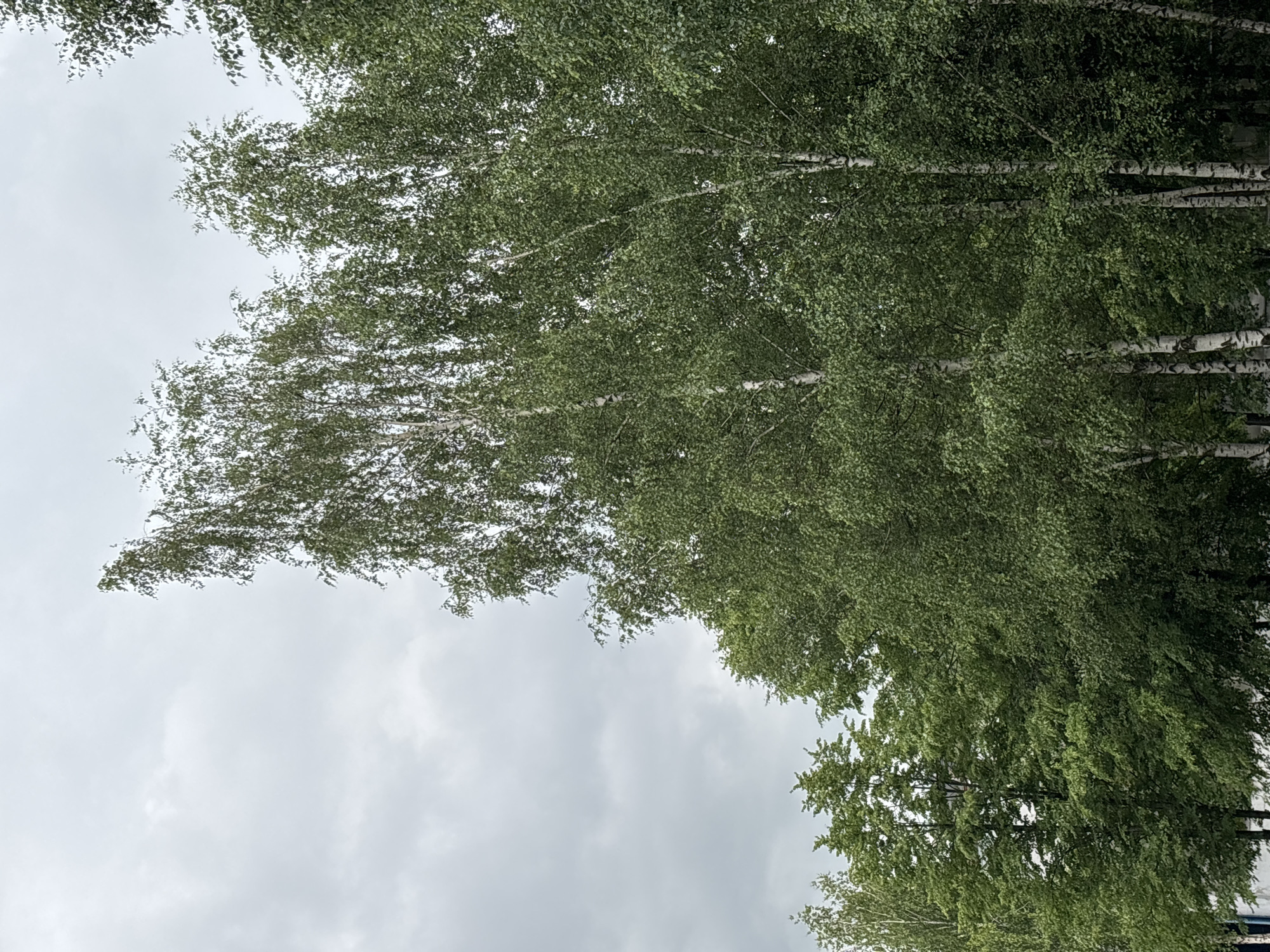 The image is a vertical, low-angle shot looking up through a canopy of birch trees. The foreground is dominated by the dense green foliage of the trees, with their characteristic white bark visible in horizontal bands throughout the frame. The leaves are a vibrant green, suggesting it is either spring or summer. The sky is overcast with soft, diffused light, indicating a cloudy day, possibly in the morning or late afternoon. The scene is set in a natural environment, likely a park, forest, or roadside lined with trees, given the context of Заволжье, Russia. No people, specific objects, or text are visible in the image, making the trees and sky the sole subjects. The overall impression is one of natural beauty and serenity.