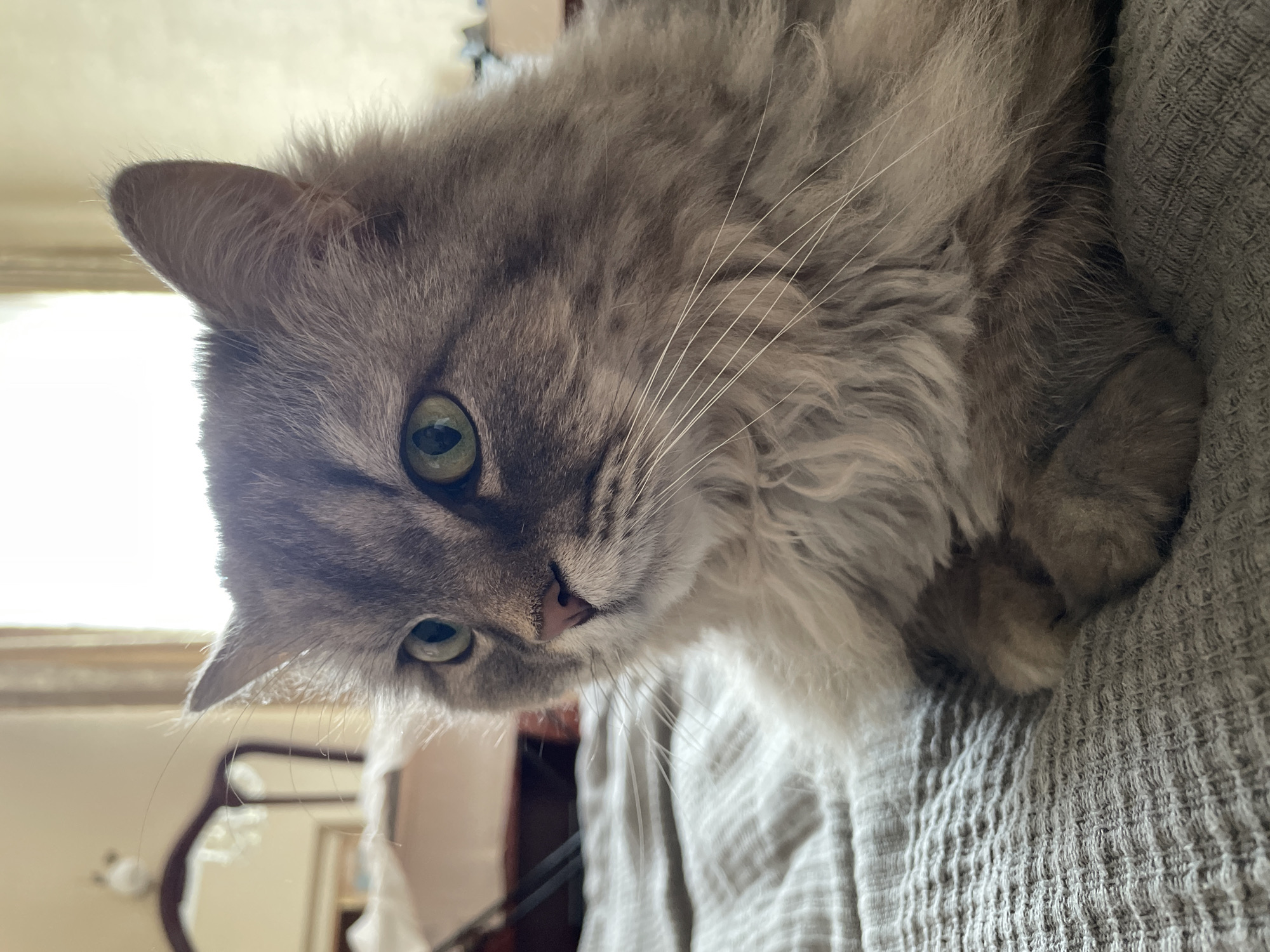 A medium shot captures a fluffy grey cat with green eyes, lying on a grey textured blanket. The cat is looking to its left, with its head slightly tilted. Its fur is long and appears soft, with lighter grey and white accents. The background is out of focus, showing a room with curtains and furniture, suggesting an indoor setting. The lighting is soft, coming from a window to the right. The image does not provide any information about its location in the city of Unknown, Russia.