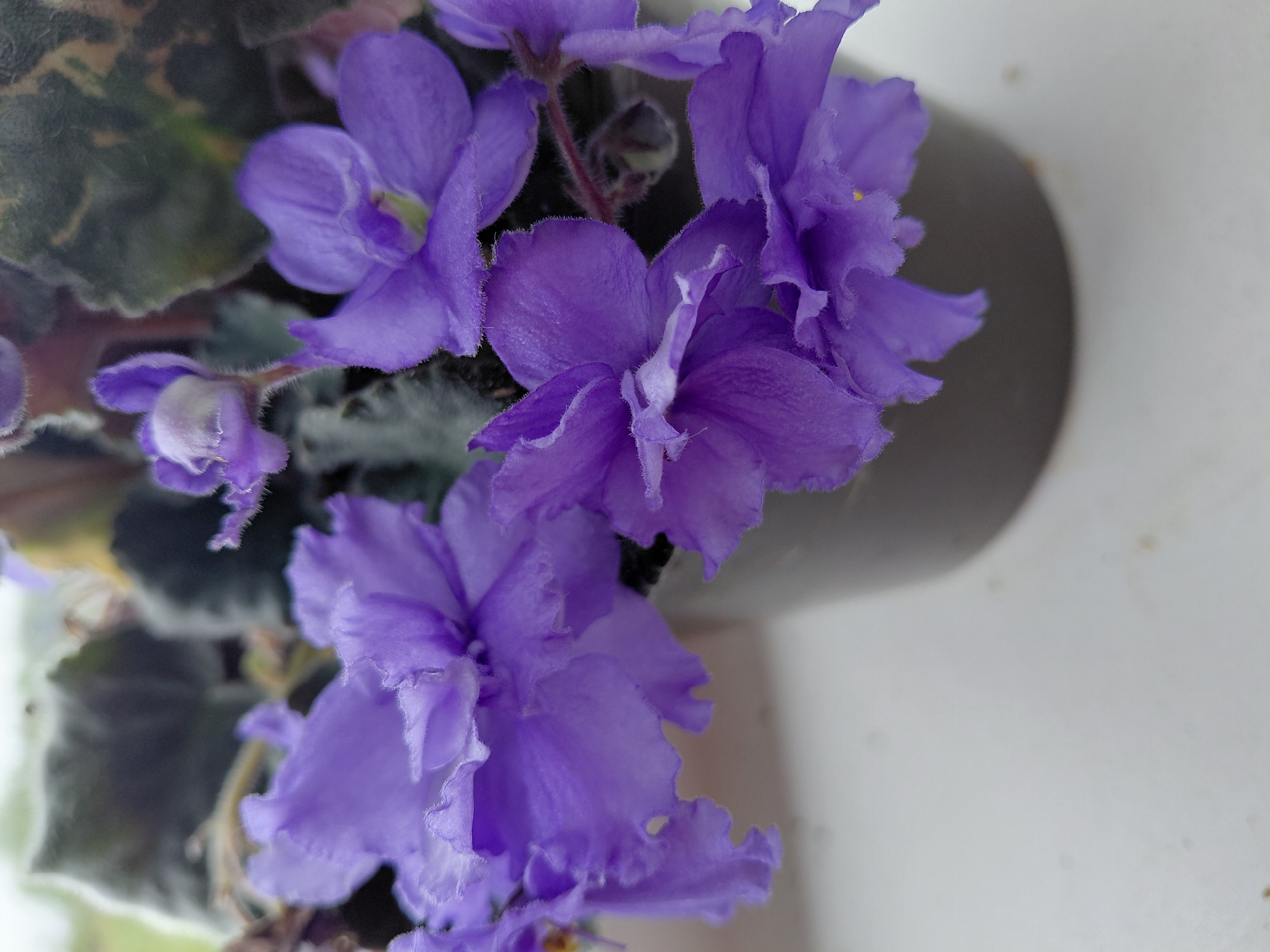 A close-up, high-angle shot shows a cluster of vibrant purple African violet flowers in a dark pot. The delicate petals, with their slightly ruffled edges, are the primary focus, exhibiting a soft, velvety texture and fine hairs. Some of the flowers are in full bloom, while others are budding or partially open. The dark green, fuzzy leaves of the plant are visible in the background, slightly out of focus. The pot appears to be sitting on a white, flat surface, possibly a windowsill or table. The lighting suggests an indoor setting with natural light. The image does not contain any people or evidence of activity. There is no indication of the location being in Malinovka, Russia, or any other specific geographical location.