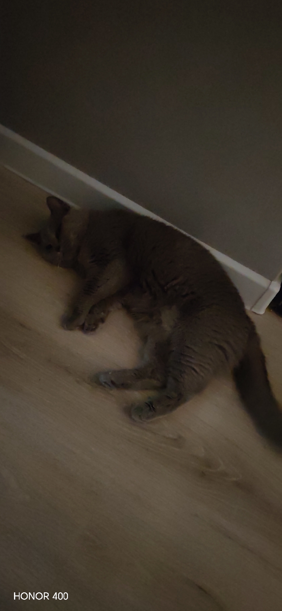 A grey cat is lying on a wooden floor next to a white baseboard. The cat is on its side, with its head resting on its paws. The cat's eyes are closed, and it appears to be sleeping. The room is dimly lit, and the walls are a dark grey color. The floor is made of light-colored wood planks. The image also contains a watermark at the bottom left corner that reads "HONOR 400". The scene is indoors.