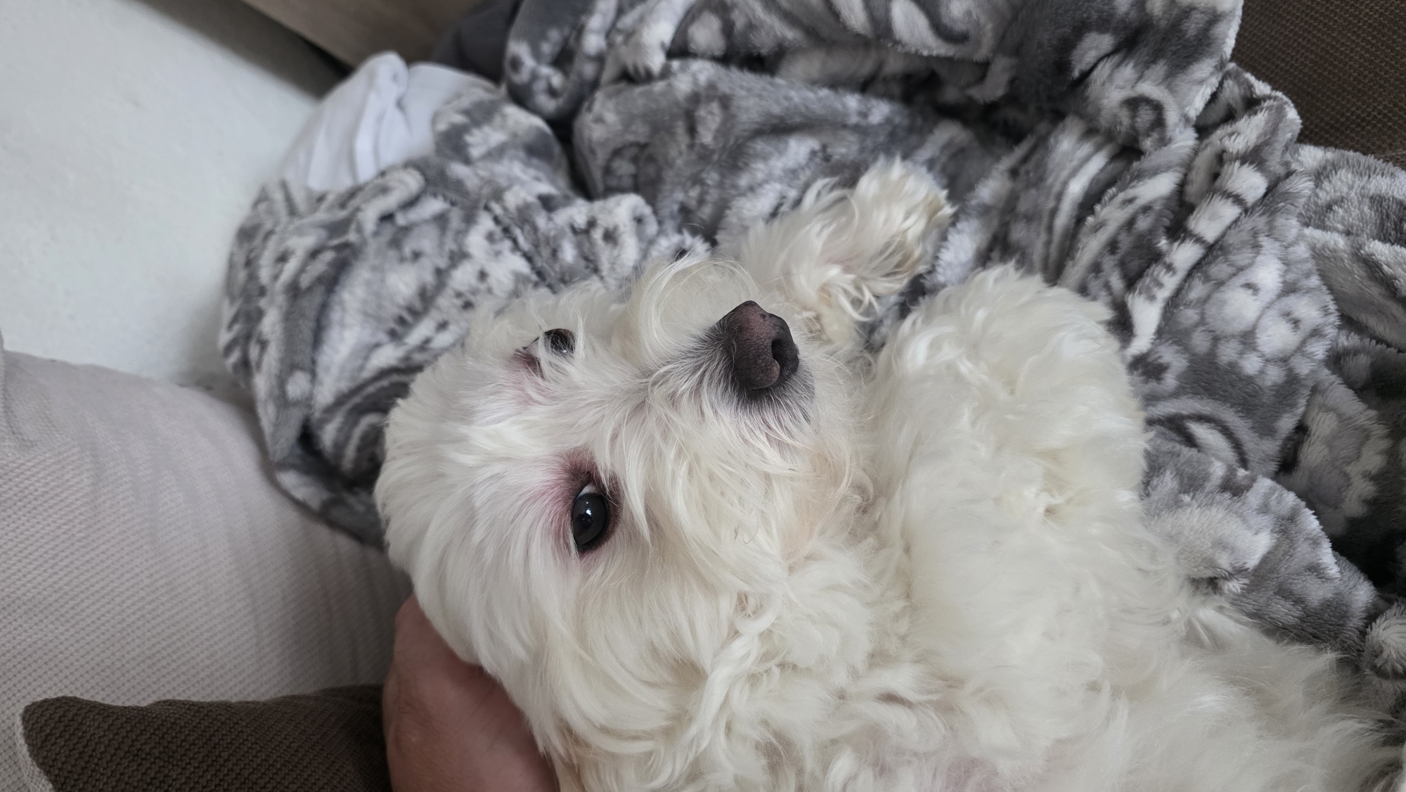 A white dog lies on its back on a gray and white blanket. The dog has a black nose and black eyes. The dog's fur is long and fluffy. The blanket is patterned with abstract shapes. A hand is visible under the dog. The location is not discernible and cannot be determined.
