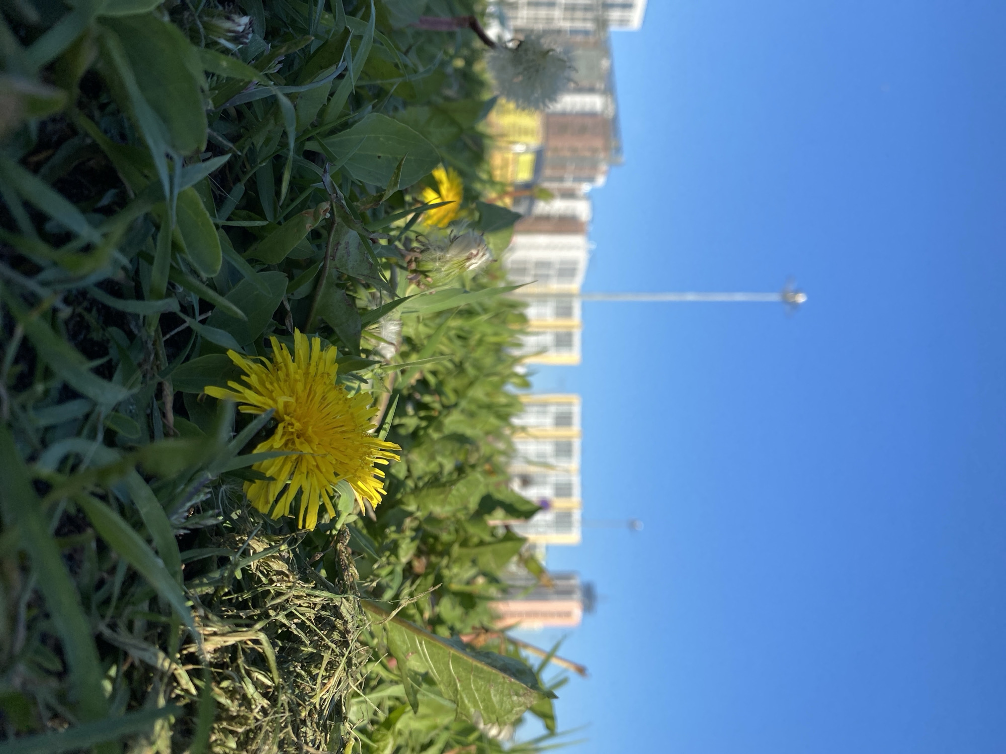 A low-angle, slightly tilted photograph captures a vibrant yellow dandelion in a grassy patch, juxtaposed against a backdrop of apartment buildings under a clear blue sky. The camera is positioned close to the ground, focusing on the dandelion in the foreground. The foreground is filled with green grass and dead vegetation. The dandelion is bright yellow with many petals. The apartment buildings are multi-story and appear to be located in the background. A street lamp is visible. The sky is a cloudless blue. The image gives the impression of being taken on a sunny day, possibly in spring or summer. The location is likely in Saint Petersburg, Russia.