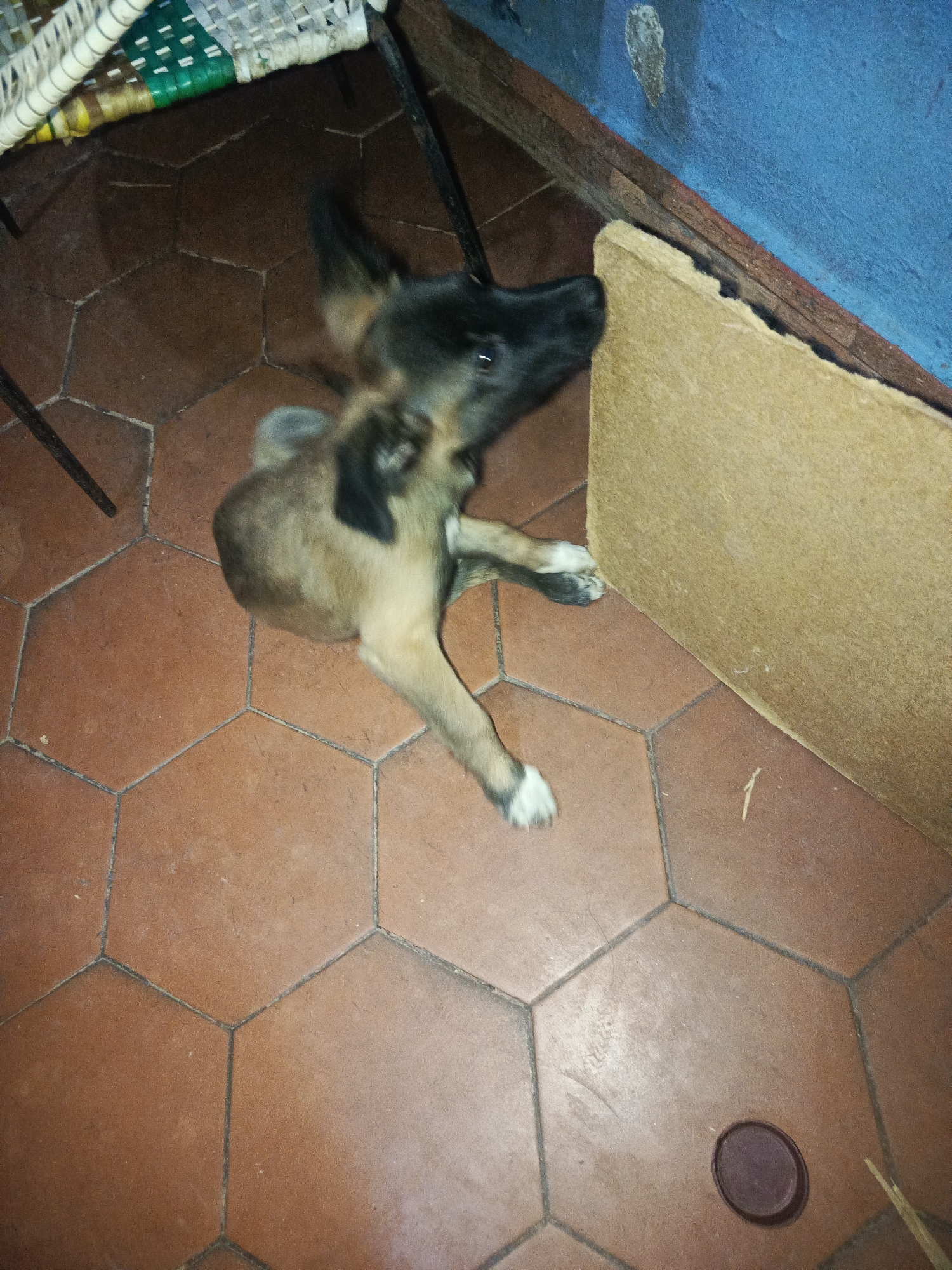 A brown and black puppy is in a room in Juan Griego, Venezuela. The puppy is lying on a brown tile floor with its front paws extended. A tan-colored board leans against a blue wall. A portion of a chair is visible in the upper left corner. A small, round object sits on the floor near the bottom right corner.