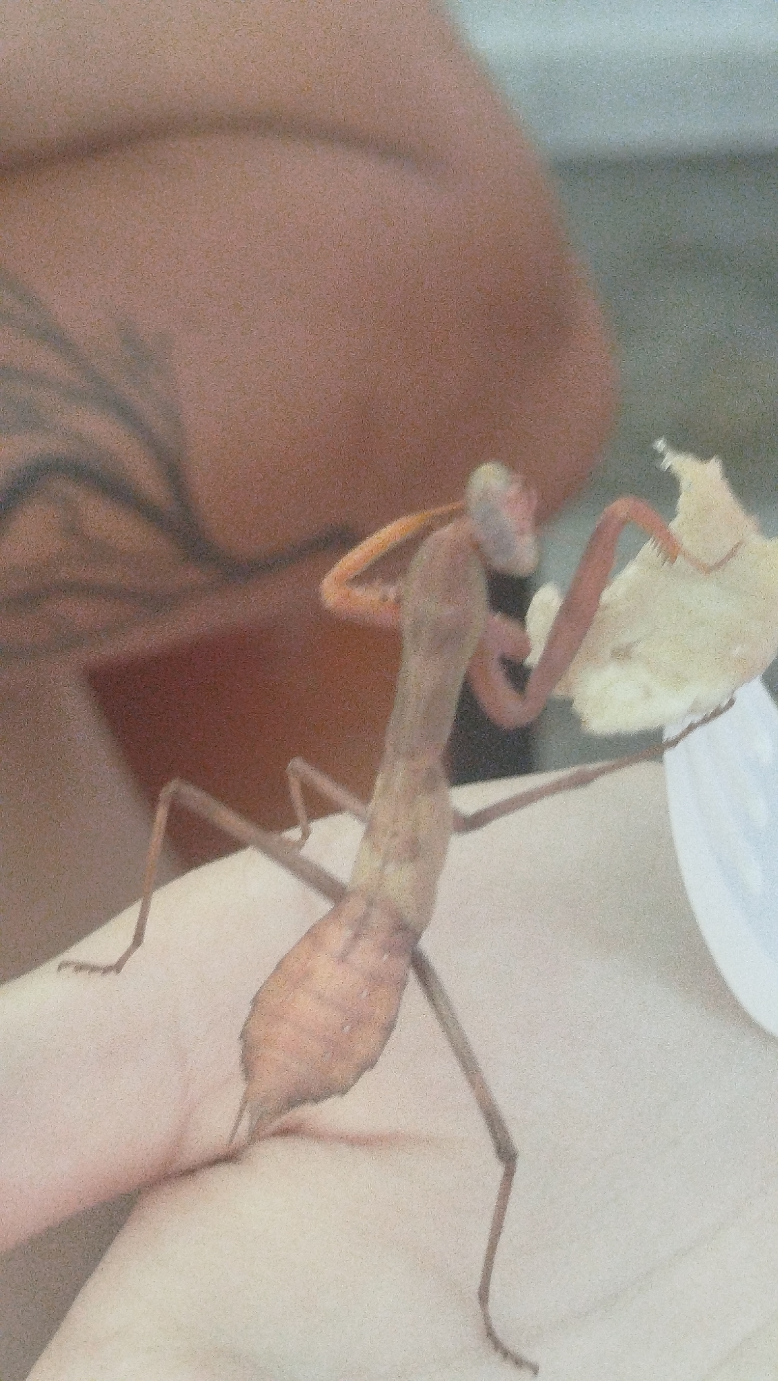 A praying mantis, light brown in color, is perched on a person's finger. The mantis's body is elongated, and its forelegs are raised, as if it is about to strike or grasp something. It is holding a light-colored object, possibly food, in its forelegs. The background is blurred, but appears to be indoors with some textured surfaces. The image is a close-up shot, focusing on the mantis and the finger. There is no visible information to suggest a specific location in Pivdennoukrainsk, Ukraine.
