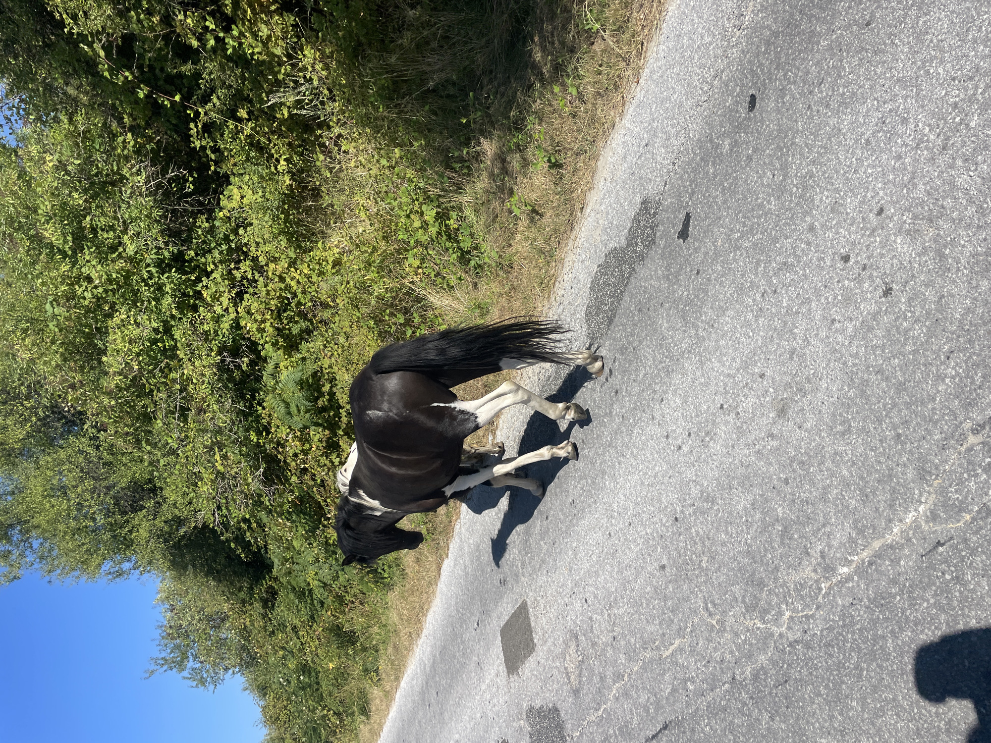 In Krastatitsa, Bulgaria, a black and white horse walks along a paved road. The horse is seen from the rear, with its head lowered. Its hindquarters are black with white markings on its legs. Its tail is long and black. The road is asphalt and appears somewhat worn, with cracks and dark patches. To the right of the road is a dense area of green bushes and trees. The sky is clear and blue. A shadow of a person is visible on the left side of the road.