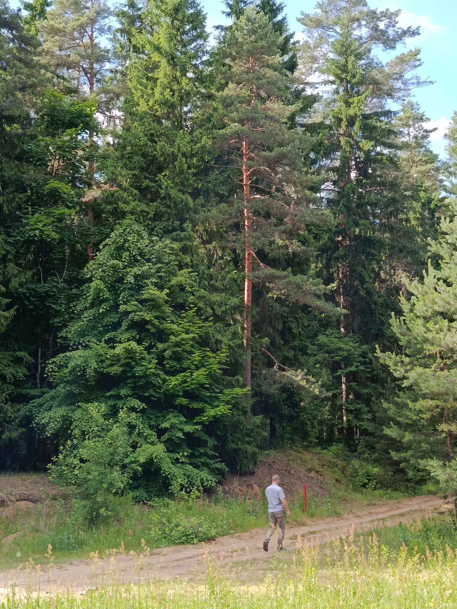 A lone man walks along a dirt path through a dense forest. The trees are tall and green, with a mix of pine and deciduous species. The path is flanked by tall grass and undergrowth. The man is wearing a light blue shirt and grey pants, and is walking away from the camera. A red marker post is visible on the left side of the path. The sky is blue with some clouds. The scene appears to be set in a rural area, possibly near Фарынаўскі сельскі Савет, Belarus.