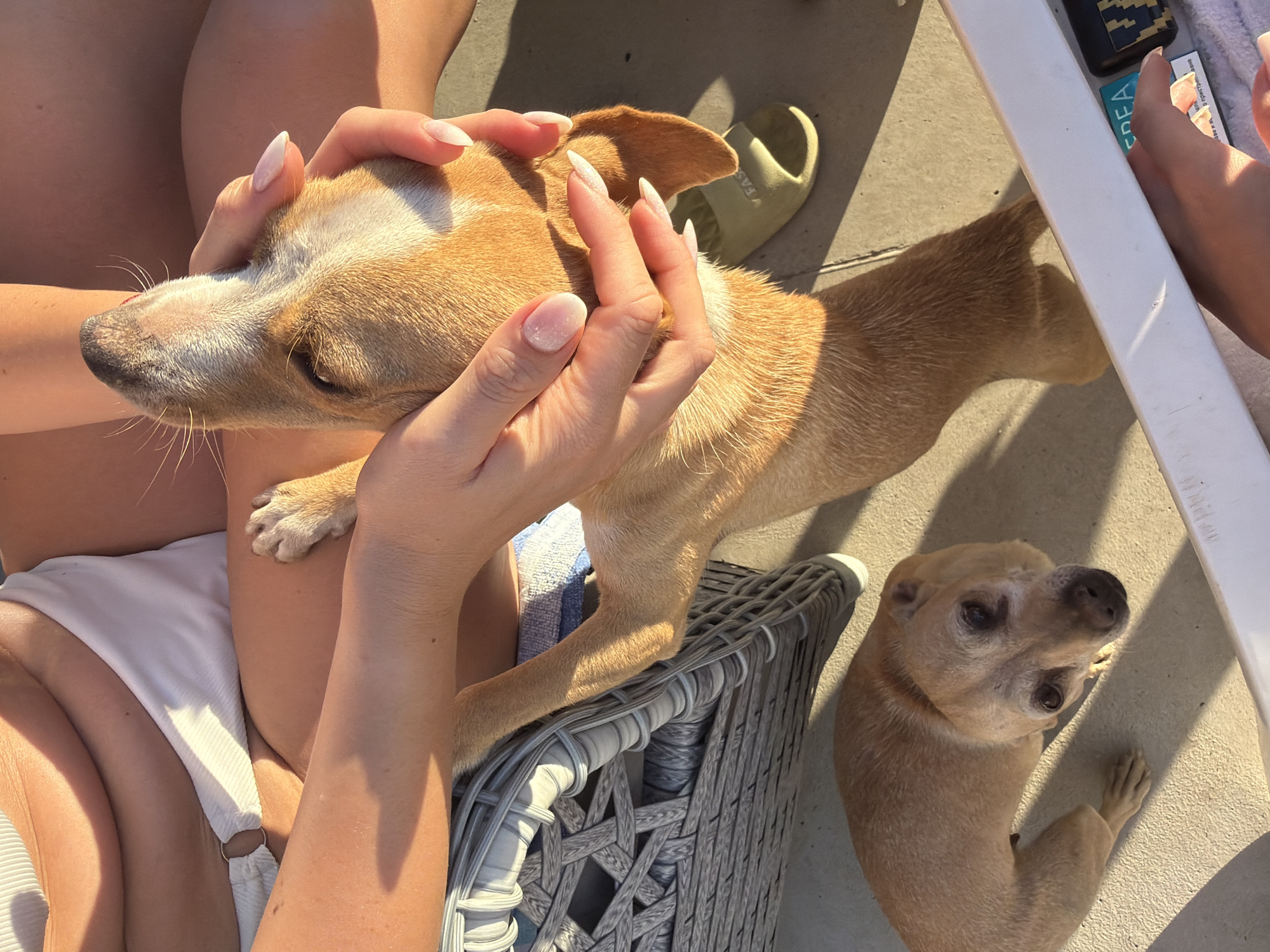 In Lozen, Bulgaria, two dogs interact with a person sitting on a chair. The person is wearing a white bikini. One dog, a light brown terrier mix, sits on the ground looking up at the camera. The second dog, a tan terrier mix, stands on its hind legs, being held by the person. The person's hands are gently holding the dog's head. The scene appears to be outdoors, with sunlight casting shadows. A light green slipper is visible on the ground. A white table is in the foreground.