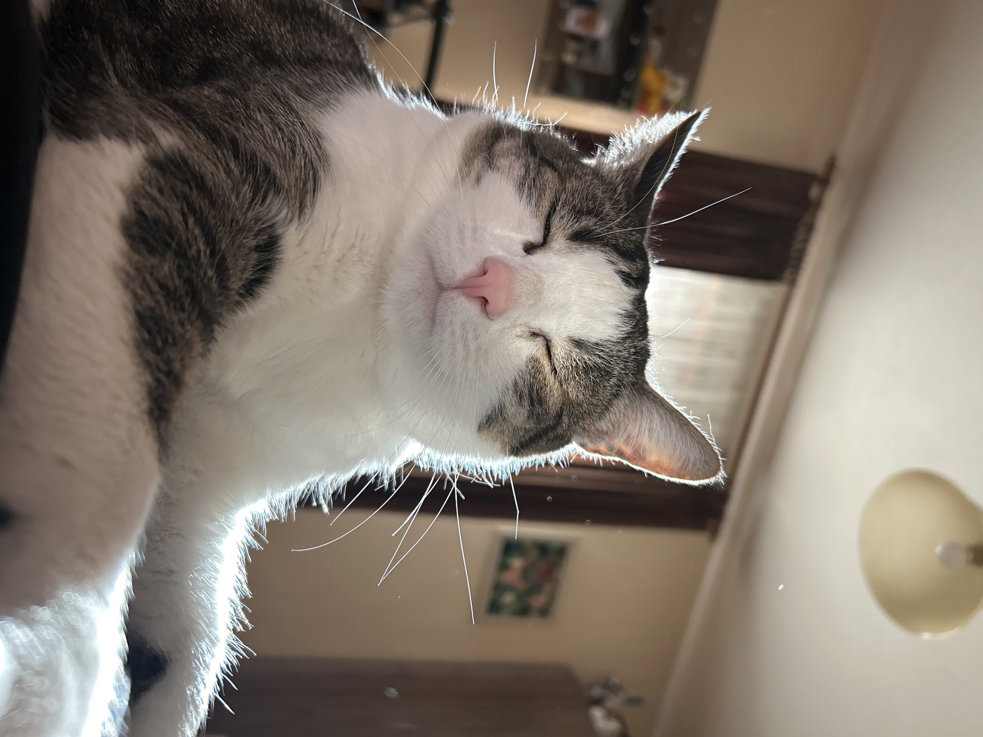 A close-up, low-angle shot features a cat with its eyes closed. The cat is mostly white with gray tabby markings on its head and body. The nose is pink. The background shows a blurry interior, including a wall, a light fixture, and a framed picture. The location is unknown.