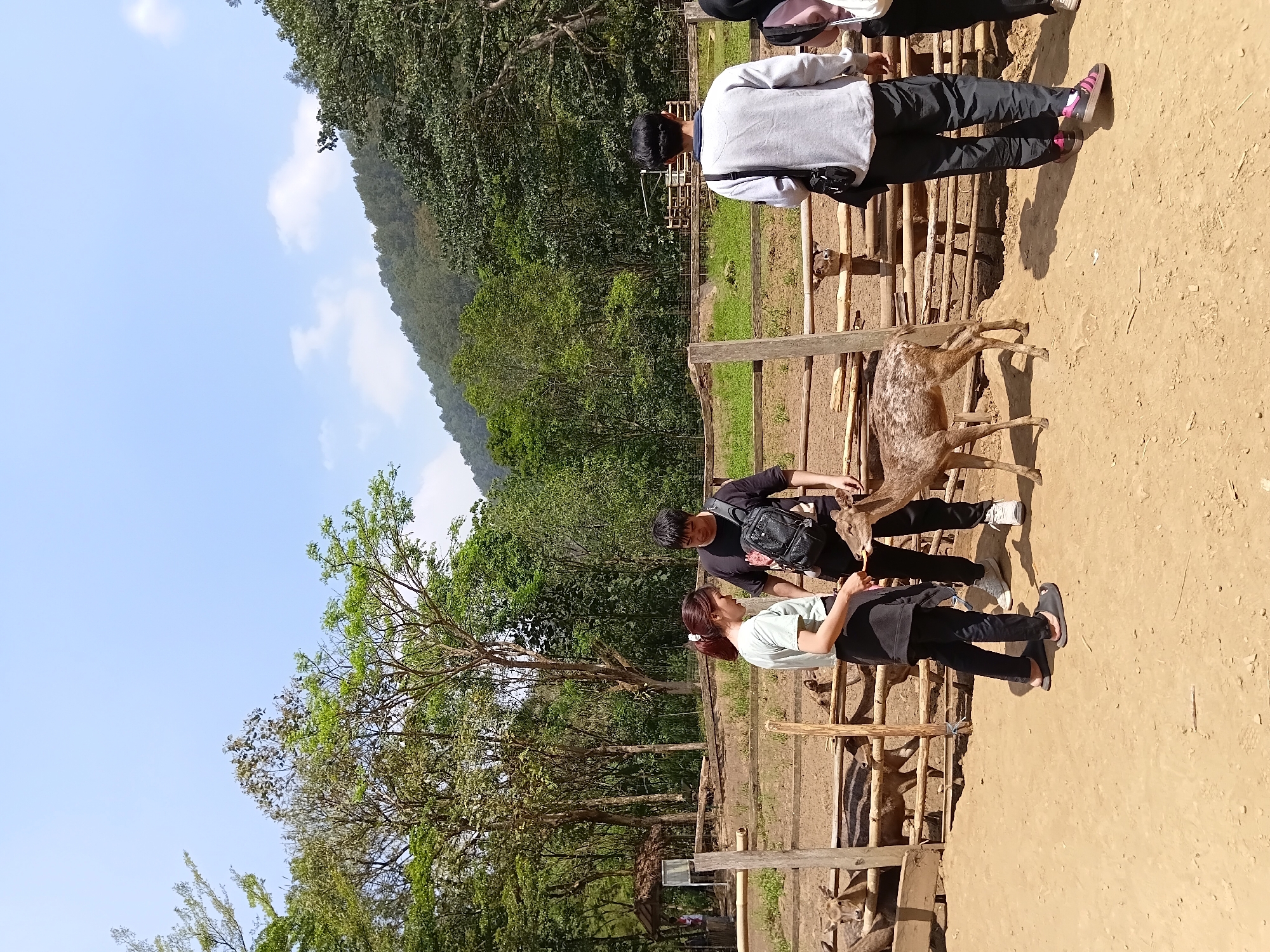 In Ciburial, Indonesia, a group of people interacts with deer in an outdoor enclosure. Two individuals, a woman with her hair in a ponytail and a man wearing a black t-shirt, are feeding a fawn by hand. The woman is wearing a light-colored t-shirt and dark pants, while the man has a backpack slung over his shoulder. Another man in a gray sweatshirt and black pants stands nearby, facing away from the camera. A woman wearing a hijab and a pink bag is partially visible on the far right. The enclosure has a wooden fence, and several other deer are visible in the background within the fenced area. The ground is dusty, and trees and a forested hillside form the backdrop under a bright, partly cloudy sky.