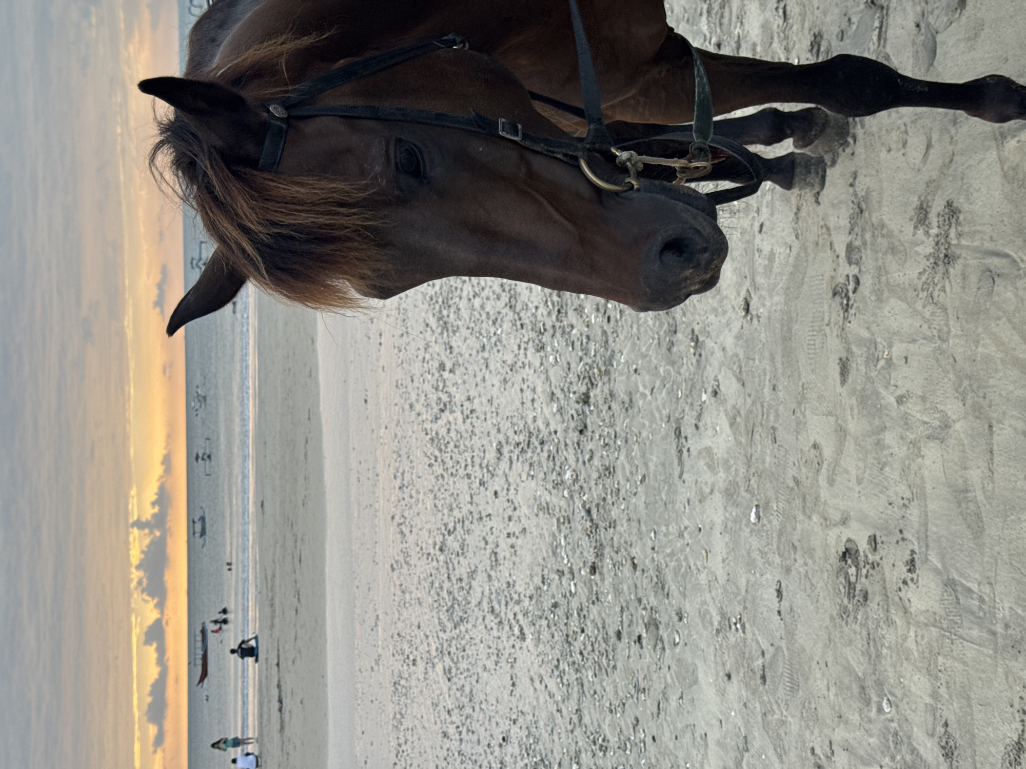 A brown horse stands on a sandy beach in Kuta Selatan, Indonesia, facing right in the foreground. The horse is wearing a dark bridle. In the background, the ocean stretches to the horizon under a cloudy sky with hints of orange and yellow from a sunset. Several small boats and a few silhouetted figures of people are visible on the water and the shore. The sand on the beach is speckled with small shells and debris.