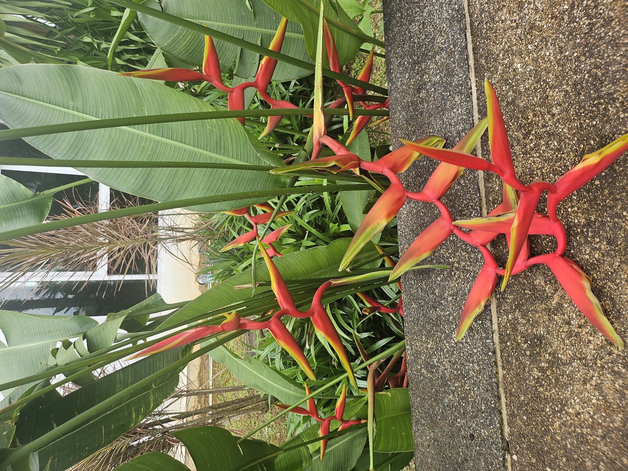The image shows a cluster of vibrant red and yellow Heliconia flowers, commonly known as "lobster claws," in bloom. These tropical flowers are characterized by their striking bracts and are arranged in a cascading manner. Some of the flowers are still buds, while others have fully opened. The background is lush and green, with large banana-like leaves providing a dense foliage. Behind the plants, a building with large windows is visible, reflecting palm trees, suggesting a tropical or subtropical environment. The foreground features a textured, light grey concrete wall or pathway, upon which some of the Heliconia flowers have fallen or are resting. The scene appears to be an outdoor garden setting, possibly in Kathu, Thailand, given the tropical flora. There are no people or animals visible in the image. The lighting suggests it is daytime, possibly overcast or a diffused light, as there are no harsh shadows. The composition focuses on the intricate beauty of the Heliconia flowers, with the concrete surface providing a contrasting texture.