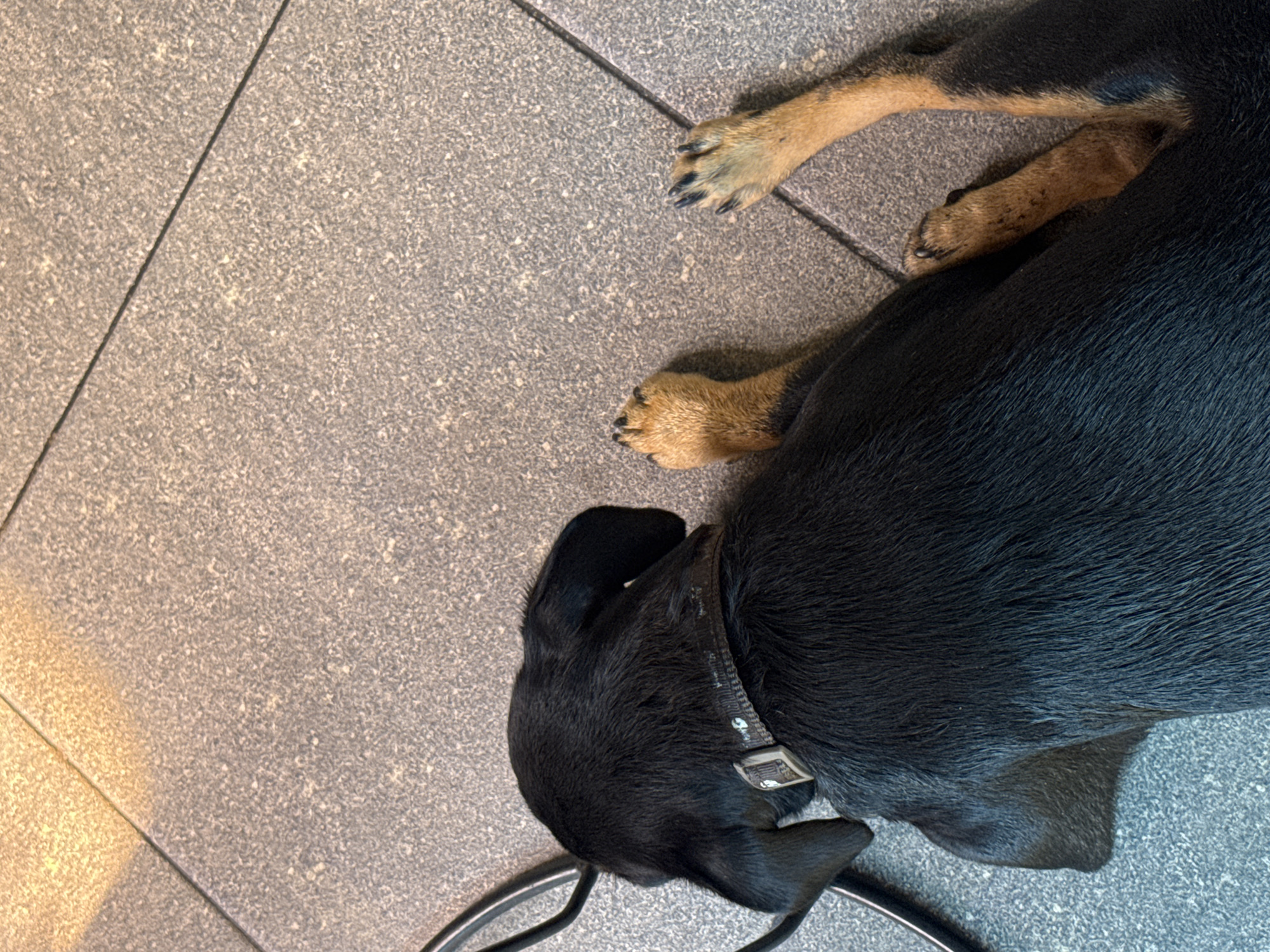 A black and tan dog is lying on a gray tiled floor. The dog is wearing a black collar. The location is in the city of North Kuta, Indonesia.