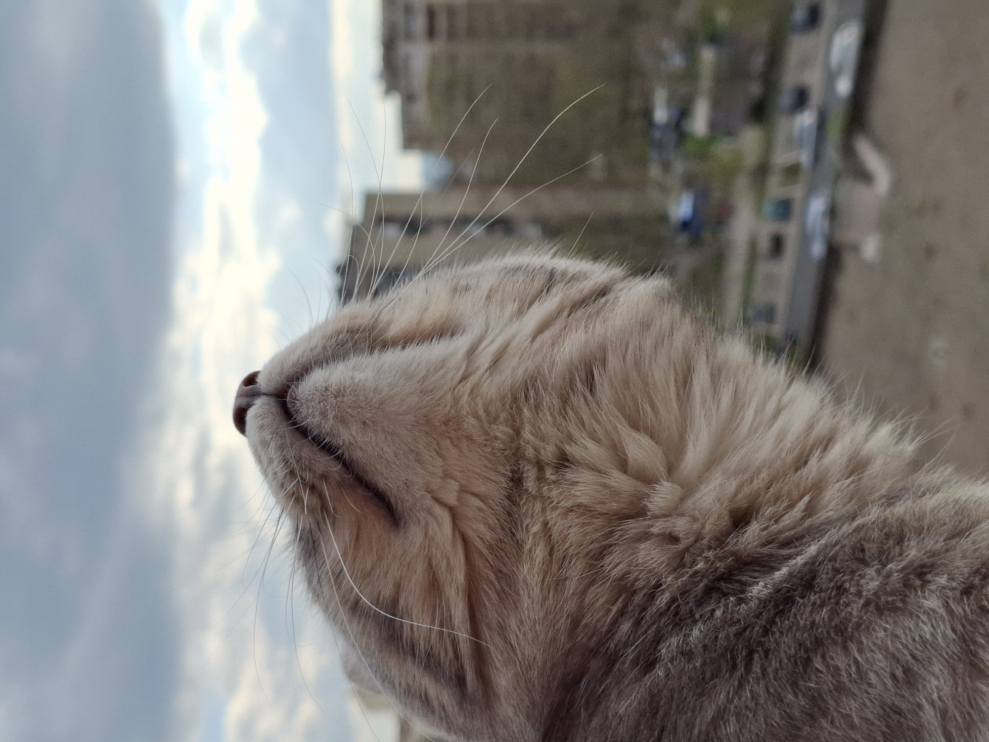A close-up, low-angle shot of the head and neck of a cat, possibly a grey tabby, is centered in the frame. The cat's eyes are closed and its nose is prominent, pointing upwards towards a cloudy, light blue sky. Several long, white whiskers extend upwards from the cat's face.
In the blurred background, a building with a dome and multiple windows is visible, suggesting an urban setting. Below the building is a view of a street with cars and possibly trees, creating a sense of depth. The location appears to be a city, as indicated by the buildings and cars.