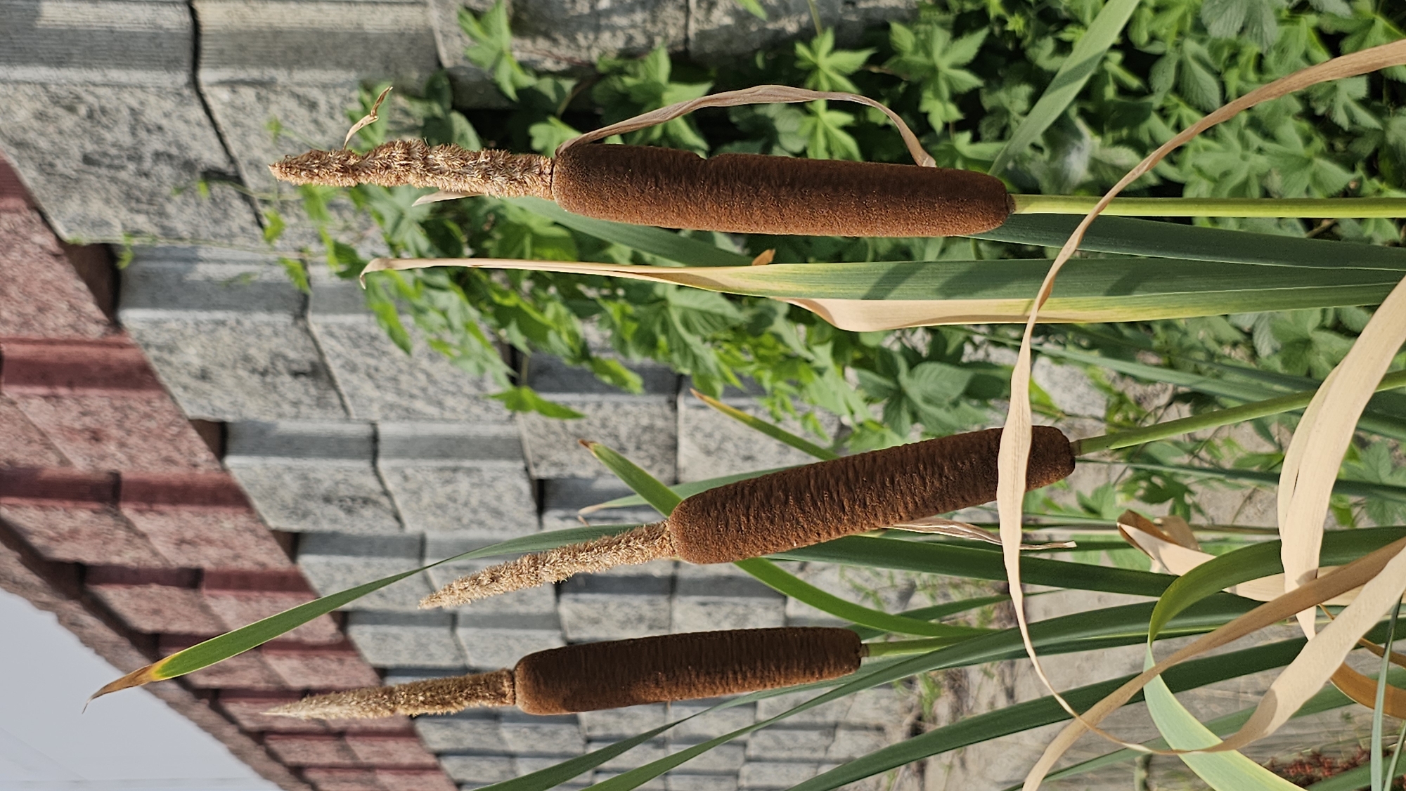 The image shows a close-up view of three cattails in an outdoor urban setting. The cattails are brown and cylindrical, with one slightly withered at the top. They are surrounded by long, green, blade-like leaves and some dried, straw-colored leaves. In the background, there is a wall constructed of interlocking rectangular blocks, colored in shades of gray and reddish-brown. Behind the wall, lush green foliage is visible. The scene is illuminated by natural light, suggesting it was taken during the daytime. The image appears to be a photograph taken in Asan-si, South Korea.