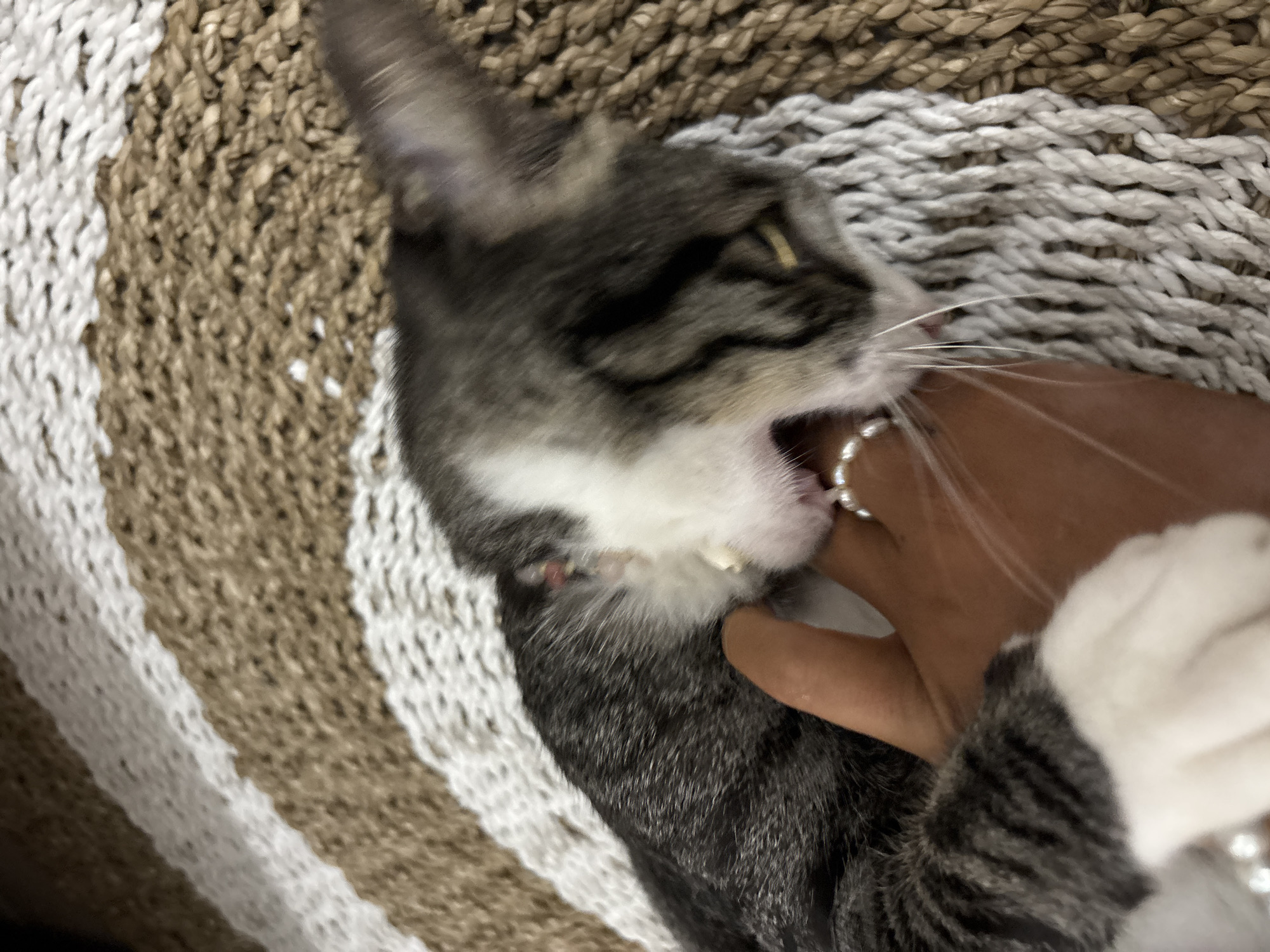 A grey and white tabby cat is biting a person's hand. The person is wearing a pearl bracelet. The cat is on a tan and white woven surface. The location is unknown.