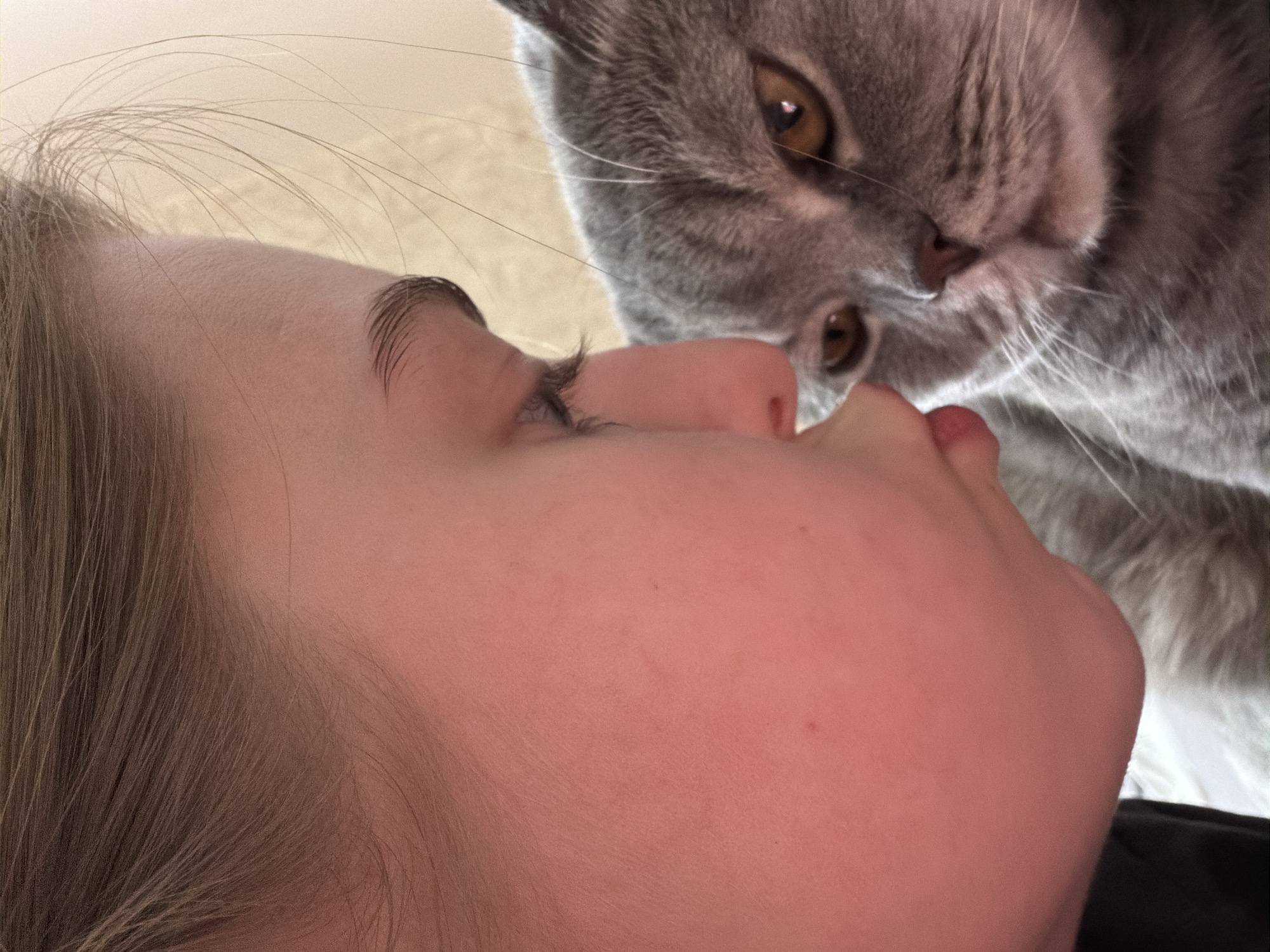 The image depicts a close-up, intimate interaction between a person and a grey cat, likely a British Shorthair, in an indoor setting. The person's profile is shown from the forehead to the chin, revealing light-colored hair and fair skin. Their eyes are directed towards the cat, suggesting a moment of connection.
The cat, with its distinctive grey fur and amber eyes, is positioned above and to the right of the person's face, bringing its nose close to the person's mouth or chin area. Its prominent whiskers are visible. The person's right hand, with fingers gently curled, is resting near the cat's chin, emphasizing the tender nature of the interaction. The activity appears to be an affectionate nuzzle or sniff.
The lighting is soft and diffused, indicating natural light, possibly from a window. The background is out of focus, appearing as a light-colored blur, consistent with an indoor environment. The overall mood conveyed is one of warmth, affection, and a close bond between the cat and the person. No visible text is present in the image. The location context is Perm, Russia, though no specific visual cues in the image directly confirm this.