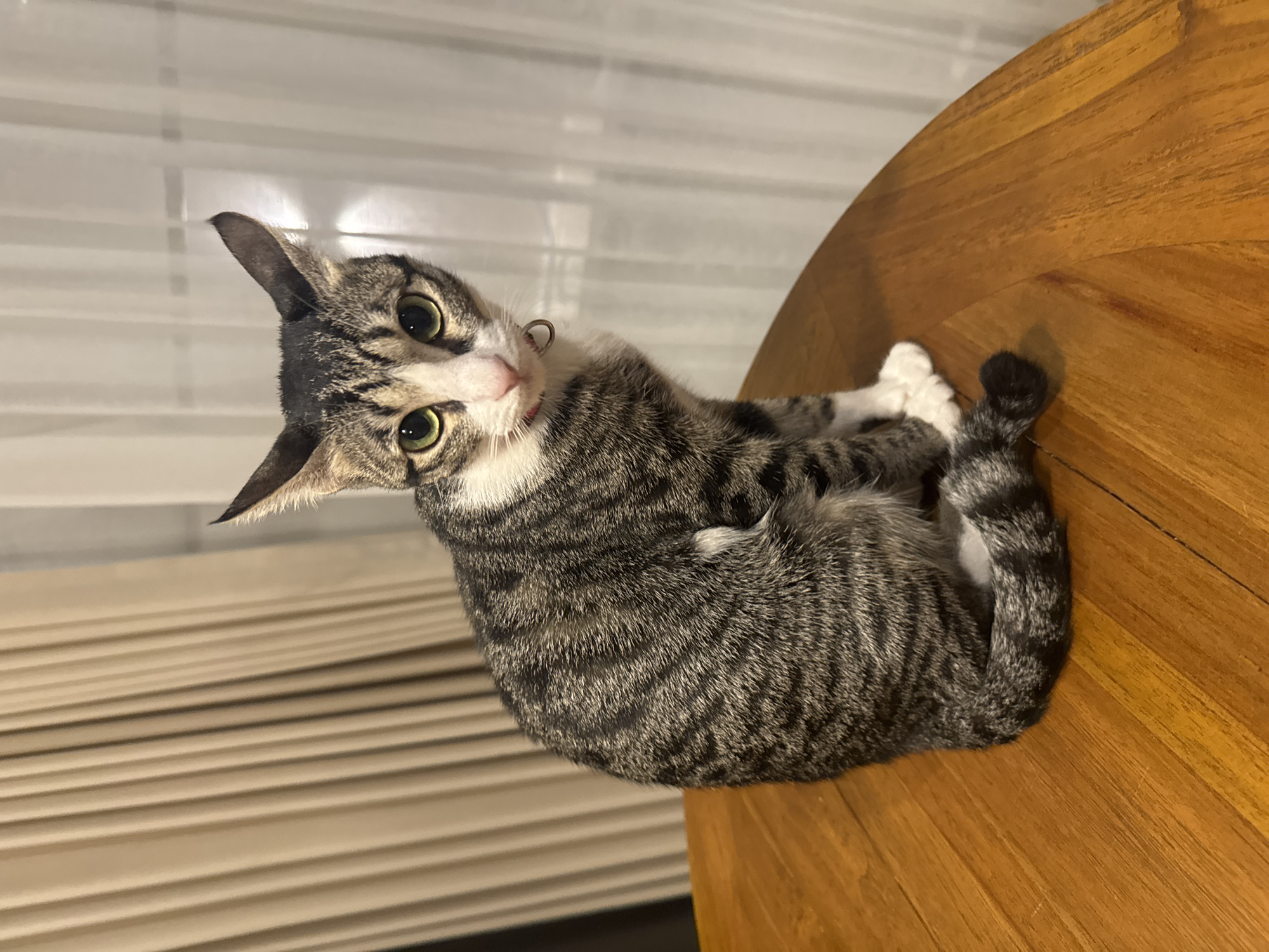 A tabby cat with grey and black stripes and white paws is lying on a wooden table. The cat is curled up on its side, with its head turned towards the camera. Its eyes are wide and green, and its ears are perked up. The cat is wearing a red collar with a small silver bell. The background shows a window with blinds and a soft, diffused light, suggesting it is daytime. The scene appears to be indoors, in a home environment. The cat's pose and wide eyes suggest curiosity or playfulness. The lighting is warm, highlighting the texture of the cat's fur and the grain of the wooden table. The location context is Mengwi, Indonesia. No visible text is present in the image.