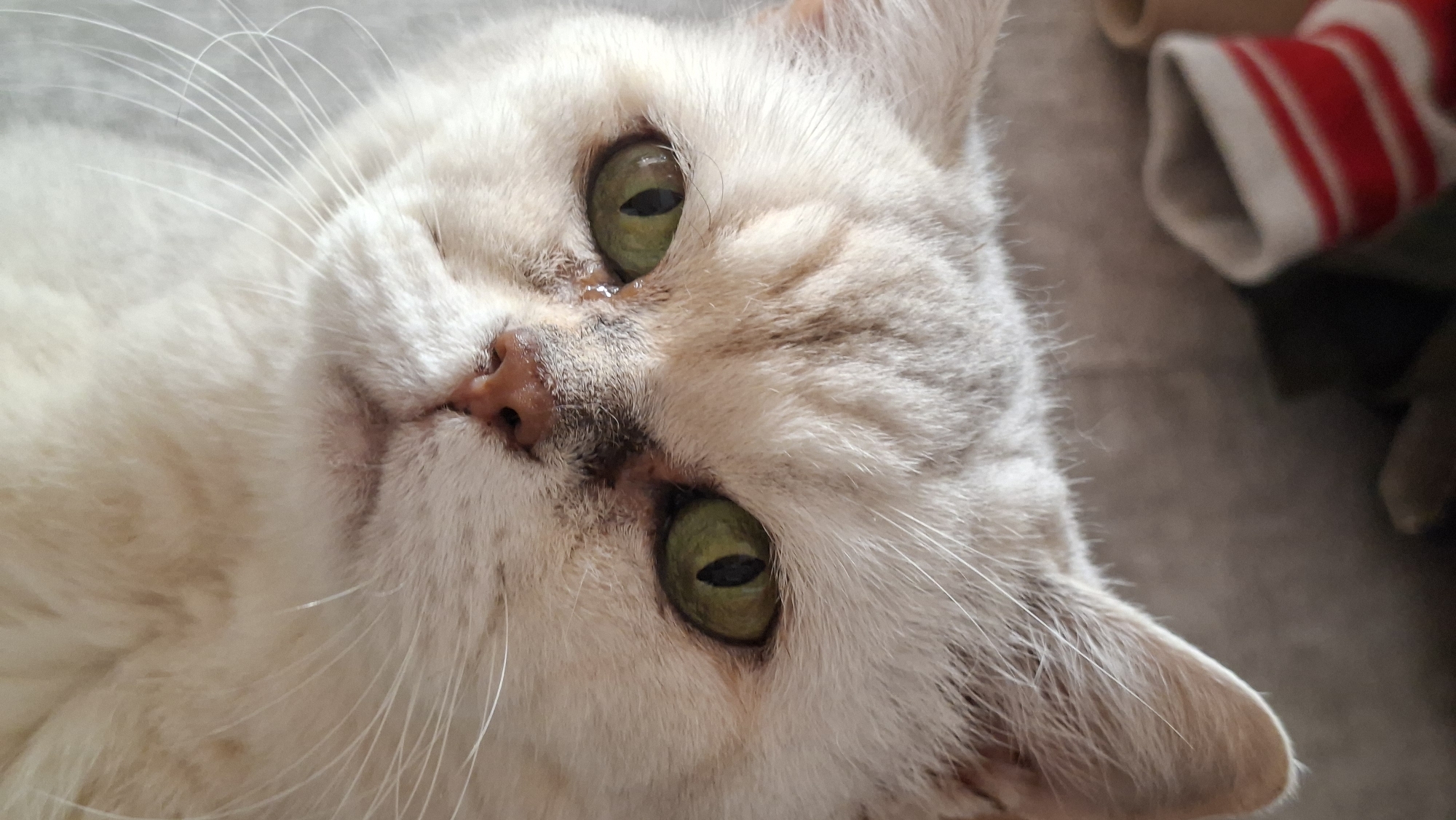 A close-up shot focuses on the face of a light-colored cat. The cat has striking green eyes with dark pupils, and its fur appears to be a pale cream with subtle tabby markings around its forehead and ears. The cat's nose is a light brown, and it has prominent white whiskers. To the upper left of the image, a blurry red and white striped object, possibly a sock, is visible. The background is a soft, muted gray, suggesting an indoor setting. The image was taken in the city of Myadzyel, Belarus.