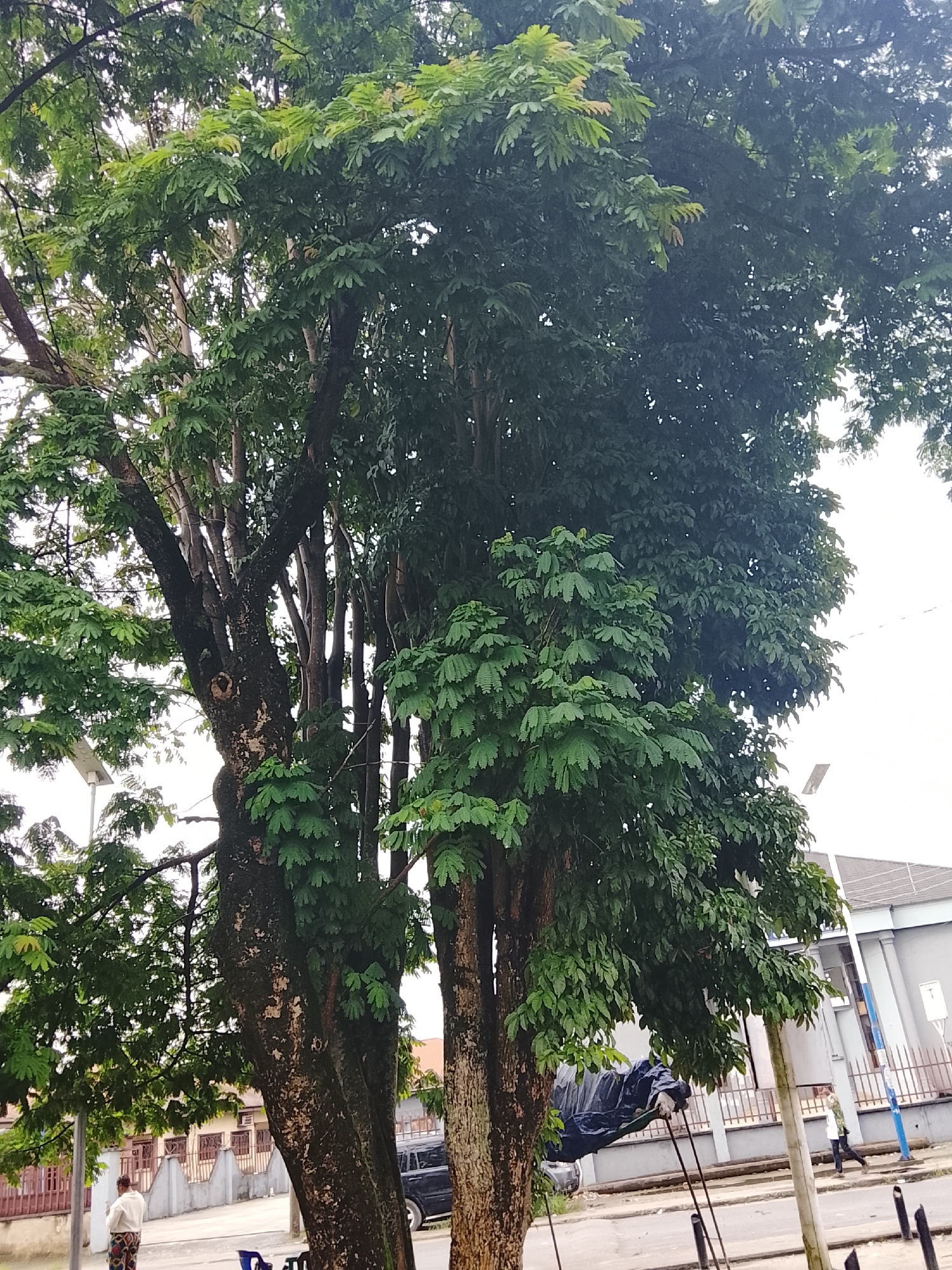 A medium shot captures a cluster of mature trees in Rumuepirikom, Nigeria, dominating the frame with their dense, green foliage. The trees have thick, gnarled trunks covered in moss and rough bark, indicating their age. Sunlight filters through the leaves, suggesting it is daytime, likely mid-morning or afternoon, with an overcast sky contributing to a diffused light. The setting appears to be a roadside or public space, with a paved road visible in the foreground.
In the background, there are buildings with pitched roofs and fenced perimeters, typical of residential or commercial structures in the area. A dark-colored SUV is parked on the road. To the left, a person in a white top and patterned trousers stands near the tree, facing away from the camera. Further down the road, another individual walks in the opposite direction. A streetlamp is visible to the left, and some metal poles with visible electrical wiring run overhead, hinting at urban infrastructure. A large object covered in a dark blue tarp is partially visible, supported by poles and ropes, suggesting some form of temporary structure or material storage. The overall scene evokes a sense of everyday life in a tropical or subtropical urban environment. No visible text is present in the image.