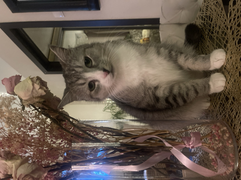 A gray and white cat is captured from a high-angle perspective, positioned near a vase filled with dried flowers tied with a pink ribbon. The cat gazes toward the camera with an inquisitive expression. The background features a mirror reflecting a domestic interior, including a black framed image and a white cushion. A woven placemat is visible beneath the cat.