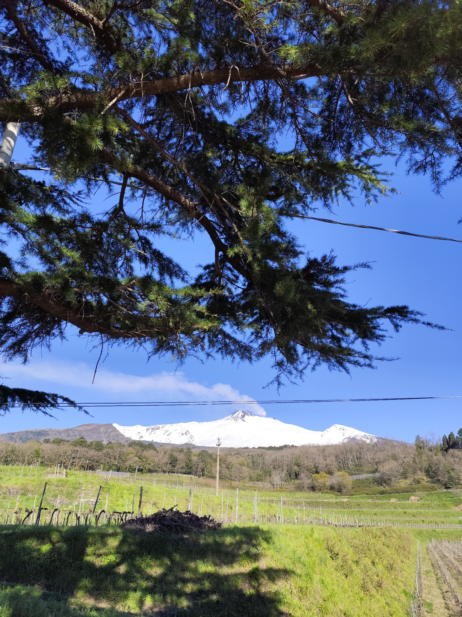 The image depicts a sunny day in Giarre, Italy. A snow-capped mountain dominates the background, visible through a canopy of tree branches in the foreground. The foreground features a hillside with cultivated rows, likely vineyards, and a small pile of branches or debris. A utility pole is visible on the left edge of the frame.