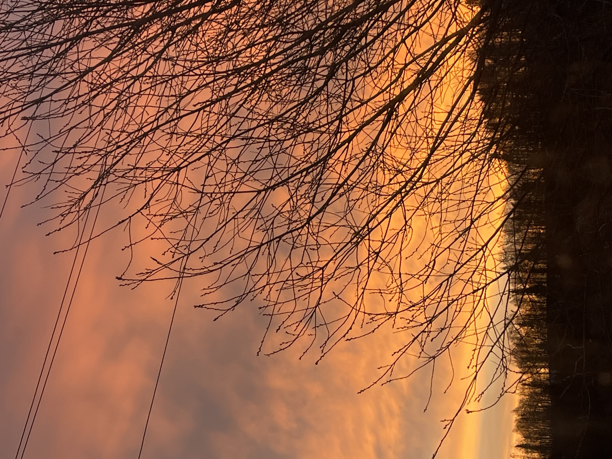 The image shows a view looking up at tree branches silhouetted against an orange and pink sunset sky. On the right side of the frame is the dark silhouette of a tree trunk and more trees in the distance. Two power lines are seen stretching across the lower left corner of the sky. The location is possibly in Krasnoyarsk, Russia. No people or interactions are visible.