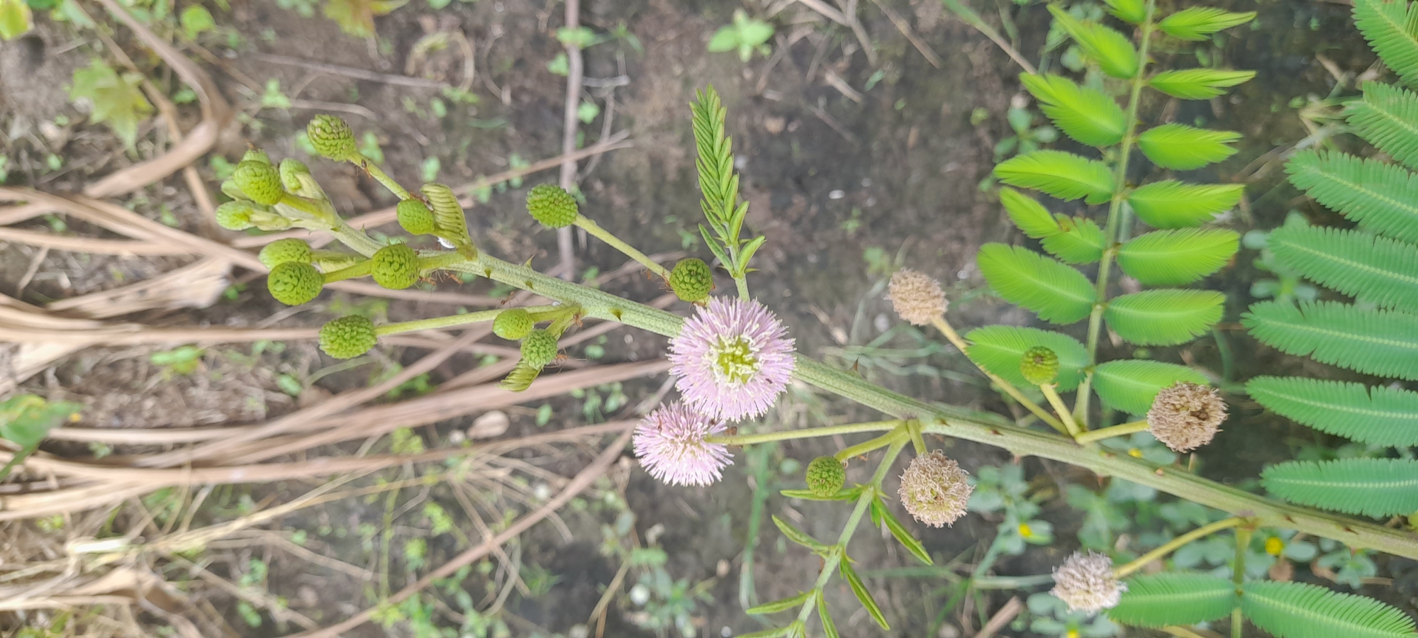 The image shows a plant with a thorny green stem bearing fern-like leaves. There are green, budding flower heads as well as open pink flowers. Some flower heads are brown and dry. The location is Buketteukuh, Indonesia, evidenced by the plants and flora native to this region.